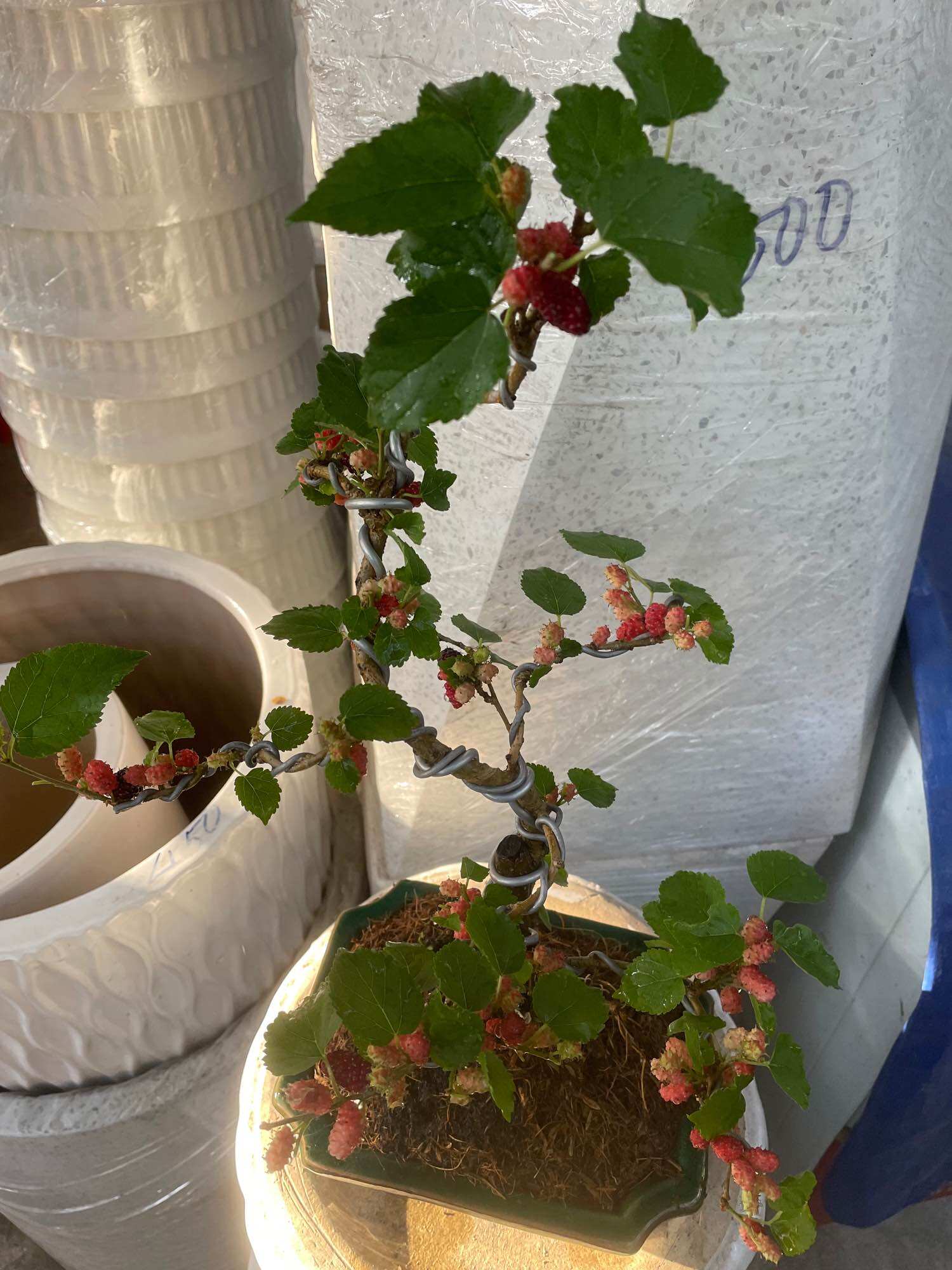 Cây Dâu bonsai đang trái (có chậu)