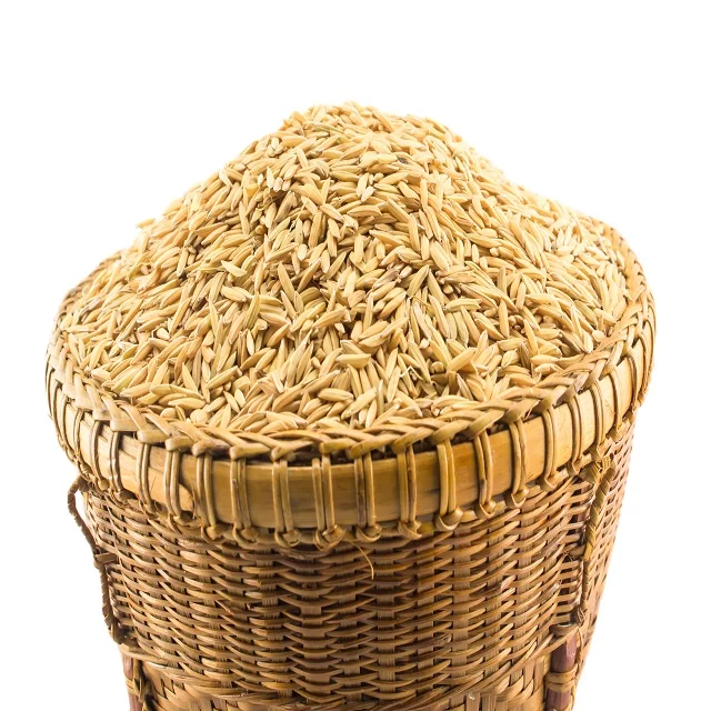 Hạt giống lúa nếp cái hoa vàng túi 1kg