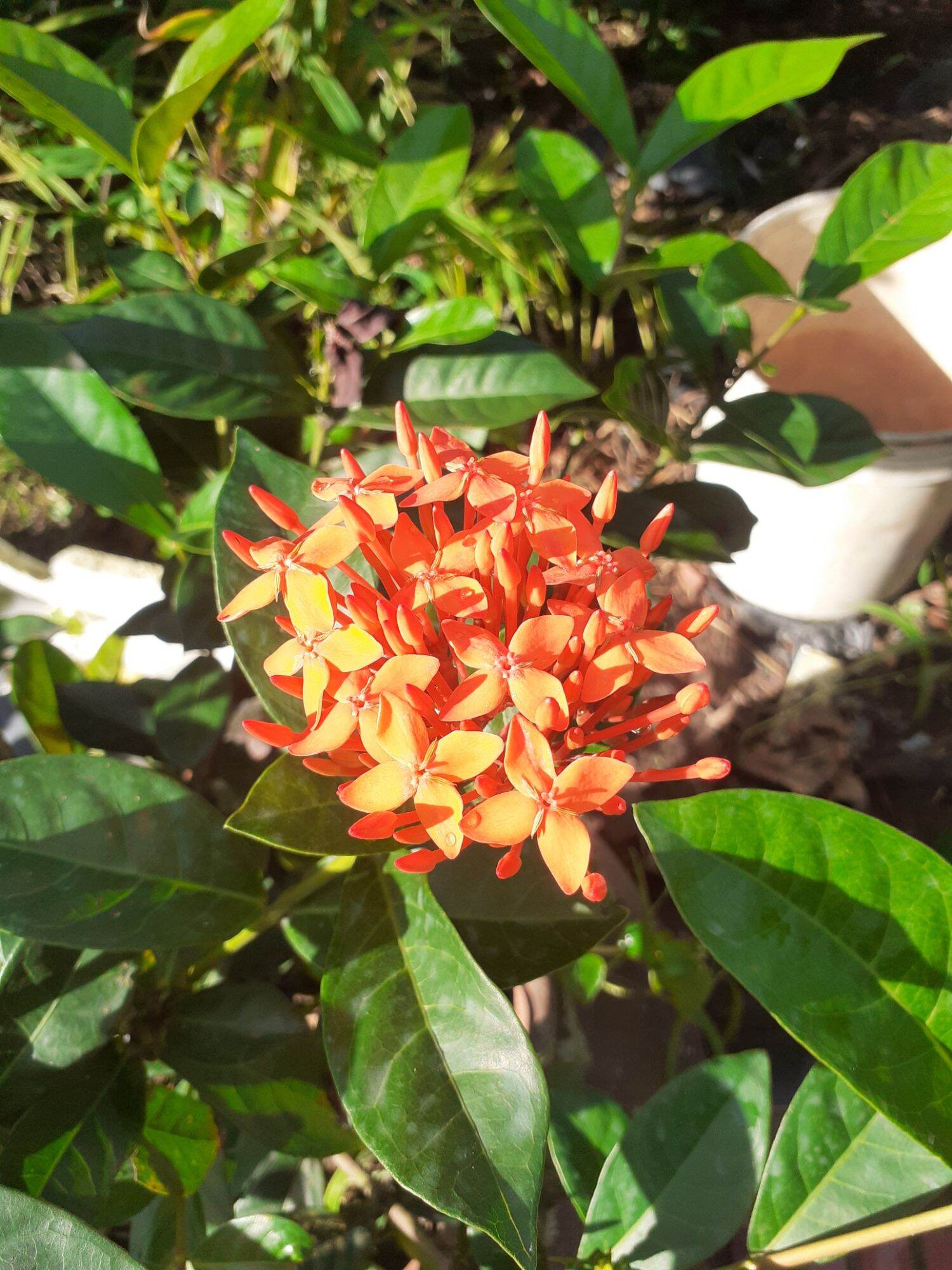 mỹ đỏ lá mỹ cam