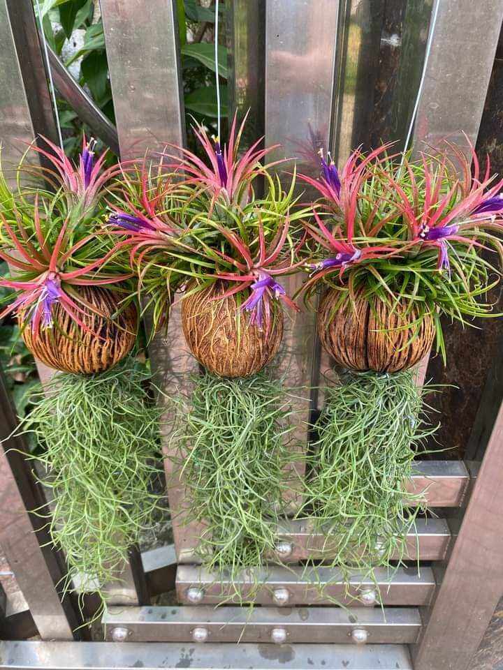 Cây không khí Kim yến dừa tóc tiên,trang trí nhà cửa ,lọc không khí tại HCM