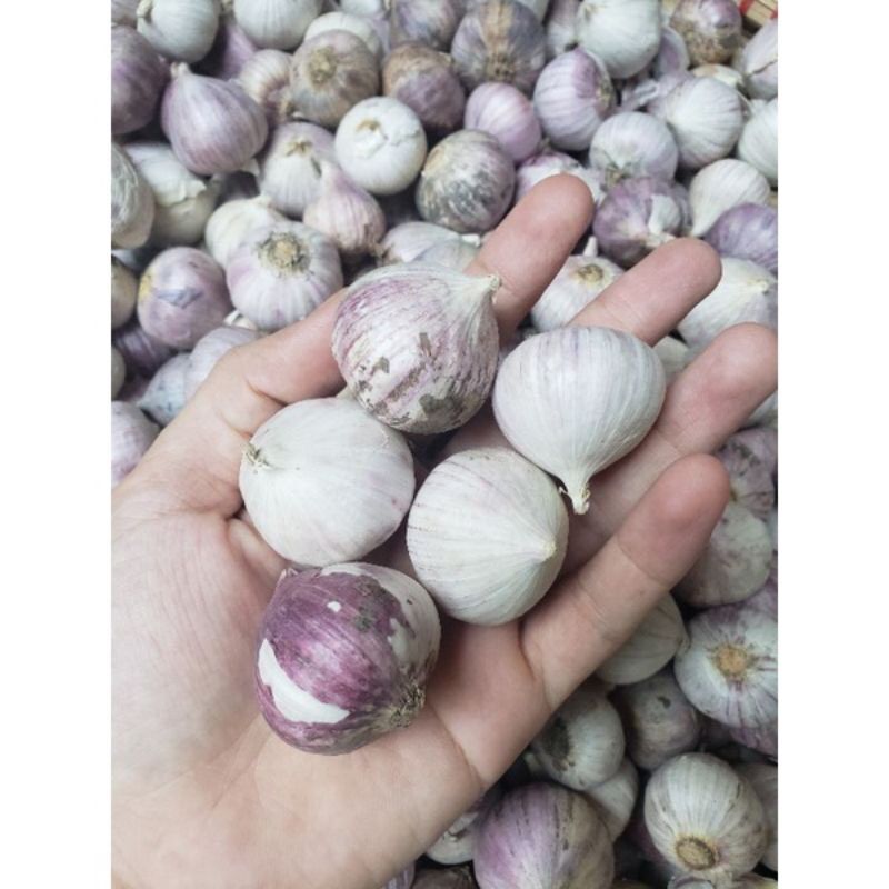 Tỏi cô đơn củ to đều không hỏng đóng gói 1kg