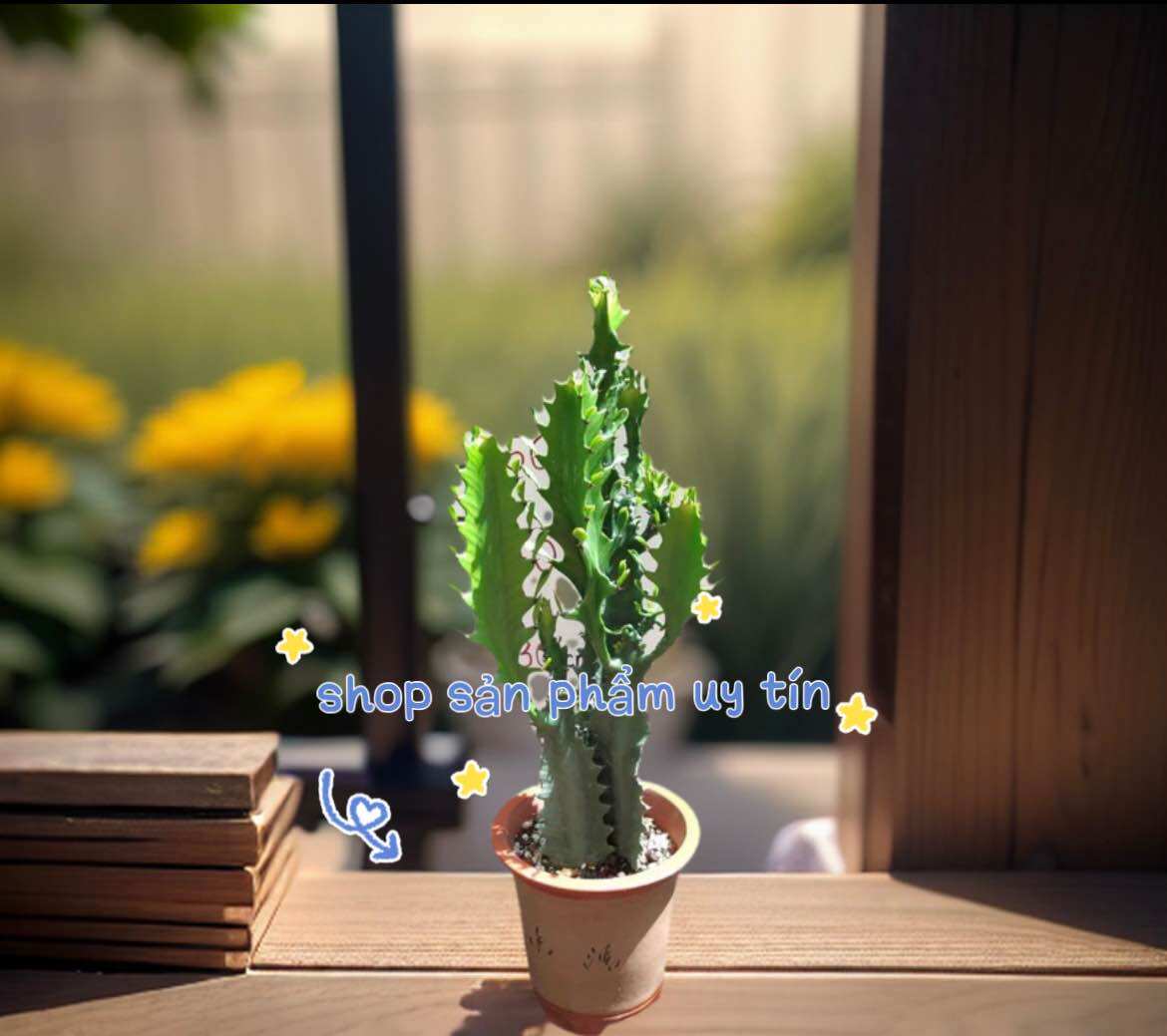 xương rồng ba cạnh thẳng