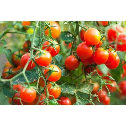 Phân Bón Đạm Magie Nitrate Thiên Bình (gói 1kg) - VTNN Bắc Từ Liêm