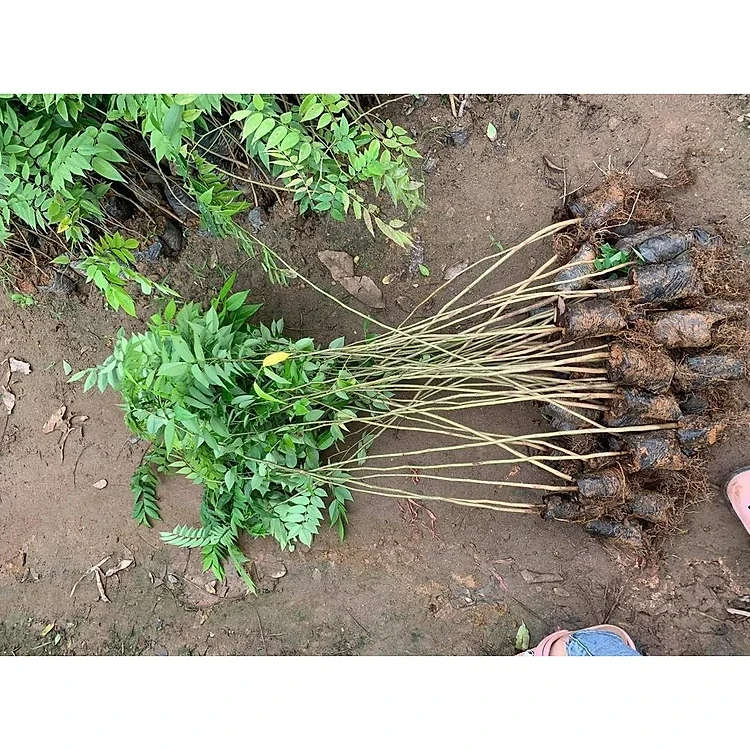COMBO mua 5 cây sưa tặng 1cây. cao 60-100cm