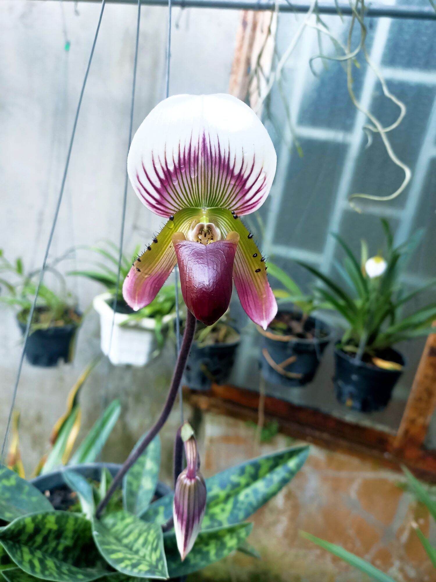 Cây giống Lan Hài Vân