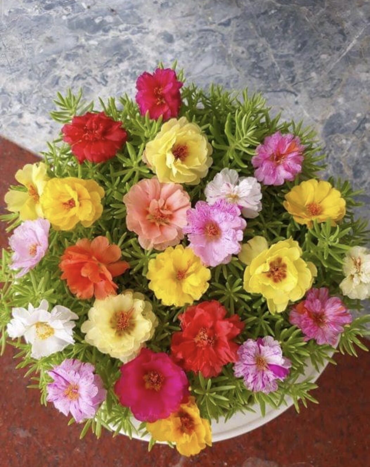Hoa mười giờ(1 bó 10 cây)