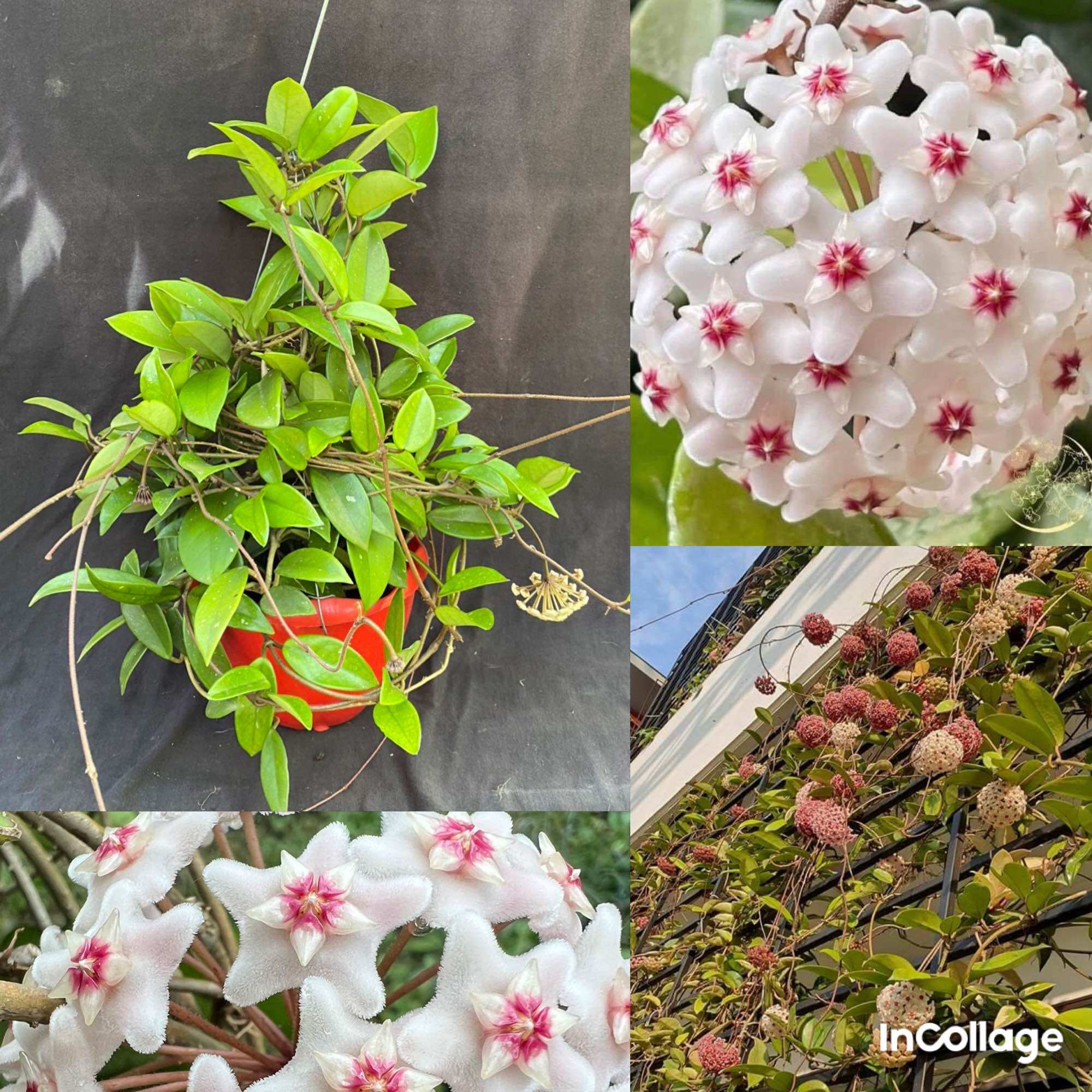 Hoa Cẩm cù hoya carnosa white hoa thơm, siêng hoa
