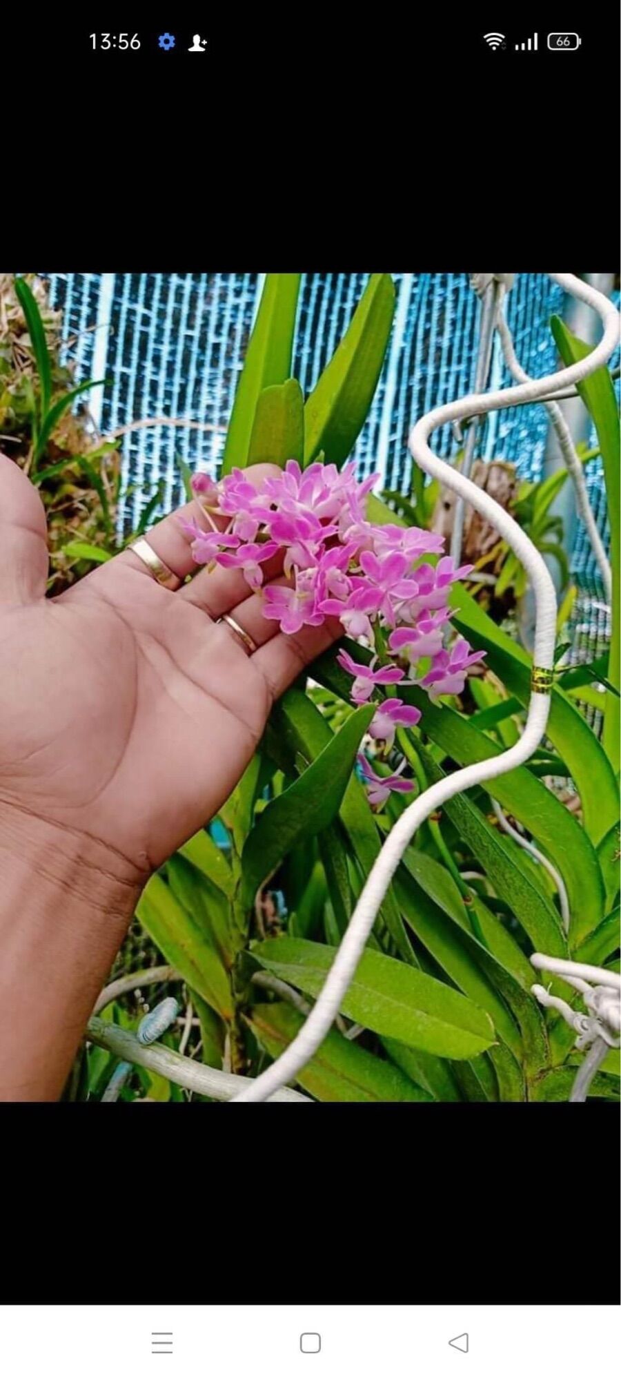 combo 3 cây lan rừng HỒNG NHẠN (hoa thơm, dễ trồng, bao sống)