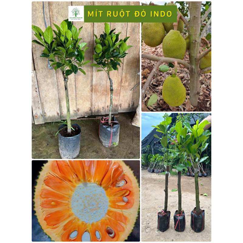 Mít ruột đỏ indo lá bầu, cao 1 mét3 gốc lớn, trồng 12 tháng có quả