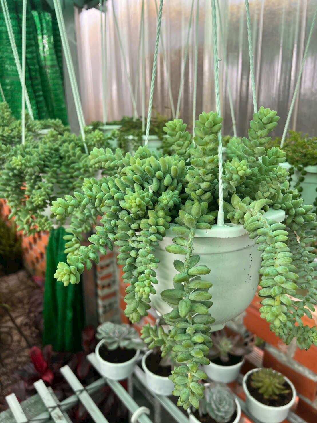 Cây 🌲 Chuỗi Ngọc chậu treo