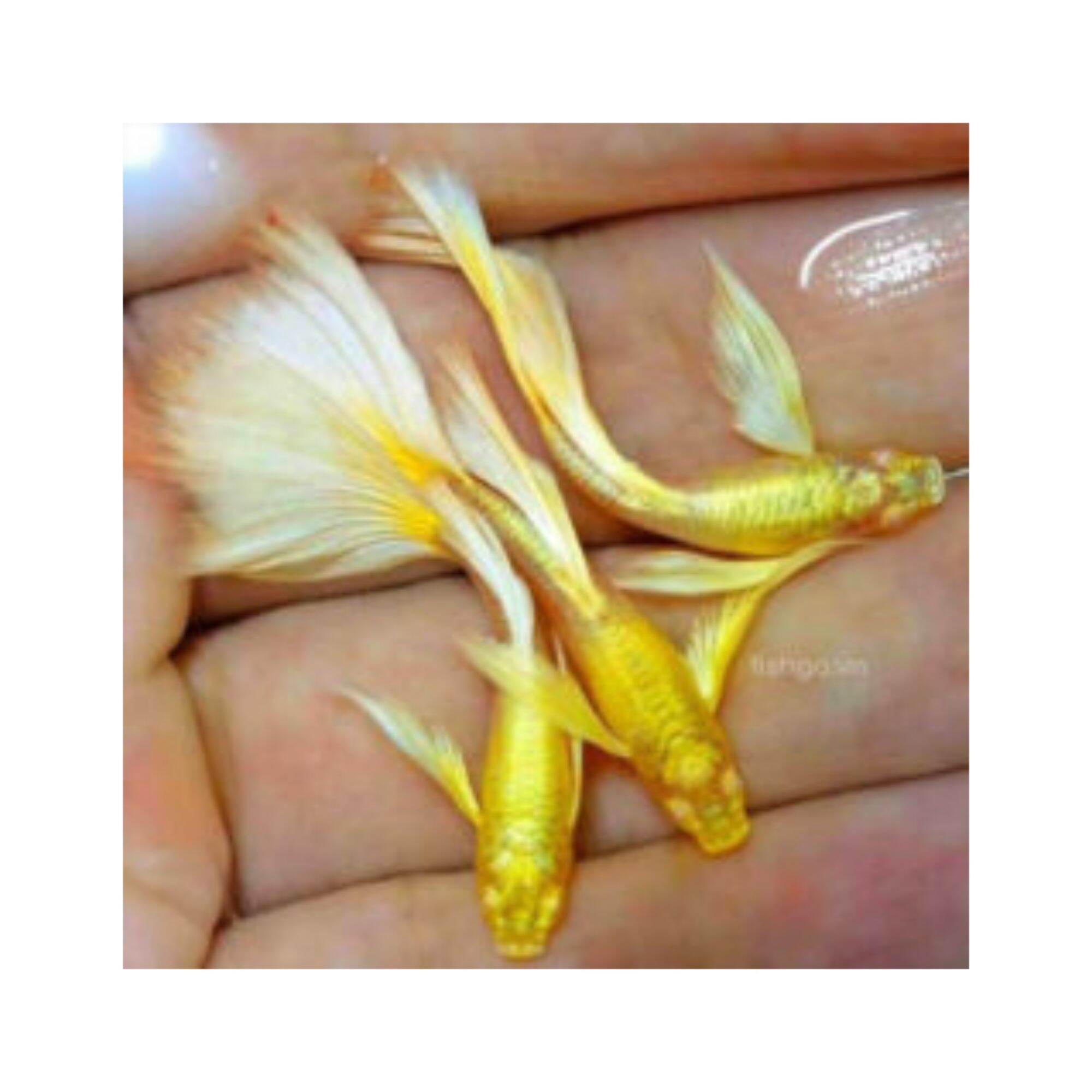 Cá 7 màu Full gold gen ribon tay bơi bướm phụ kiện trang trí hồ cá cảnh thumbnail