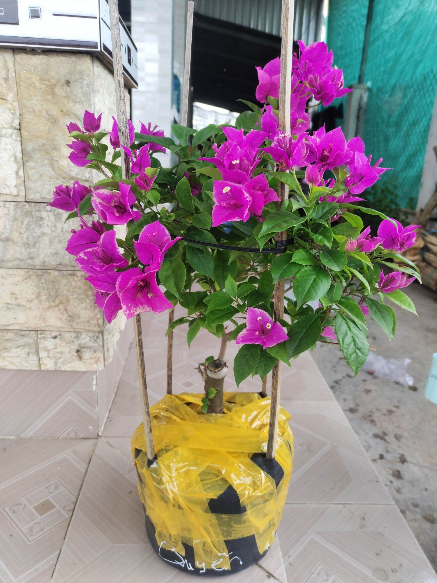 Cây Hoa Giấy Tím Bướm, cây đang hoa, thuần chậu.