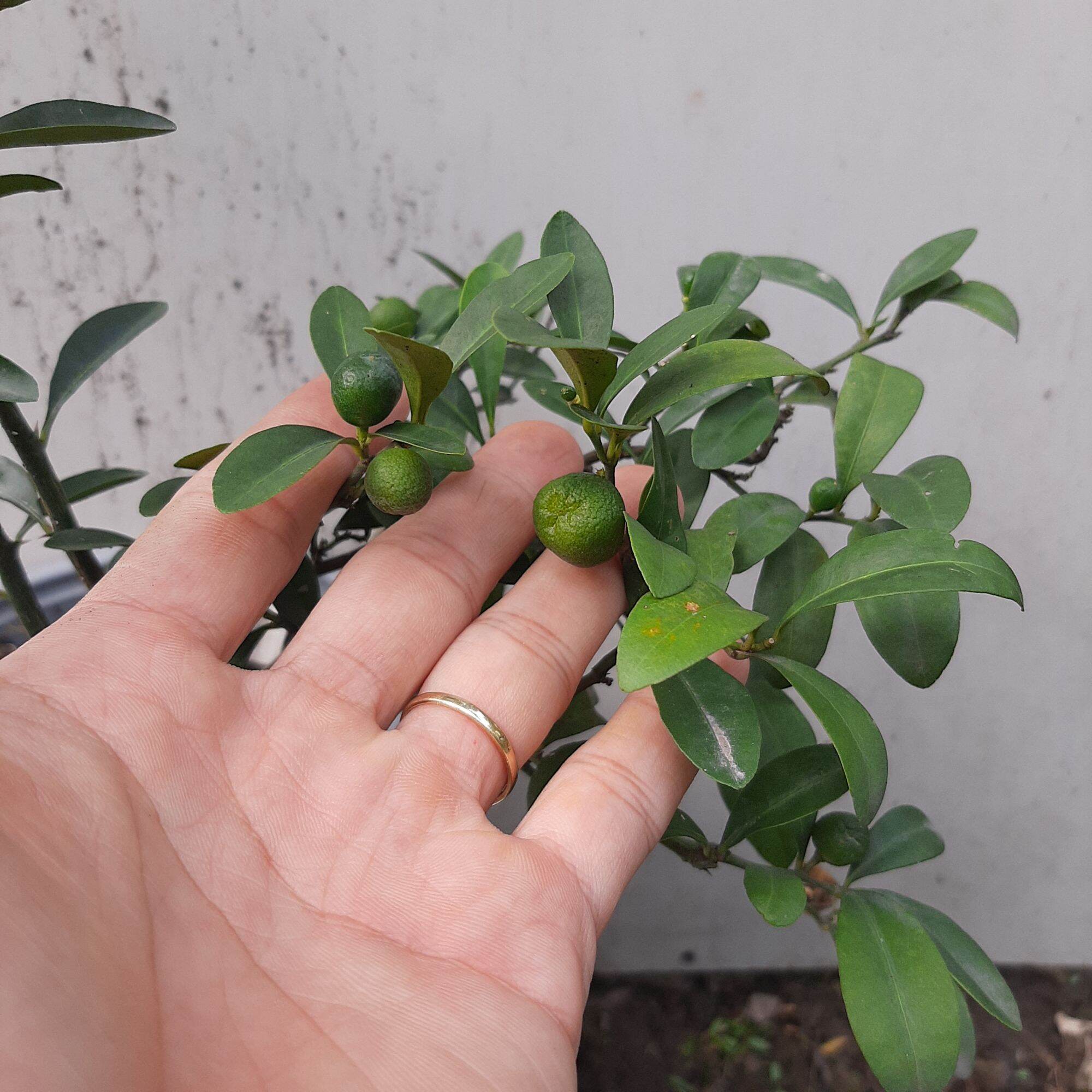 Cây tắc nhật hay còn gọi kinzu, cây tắc núi