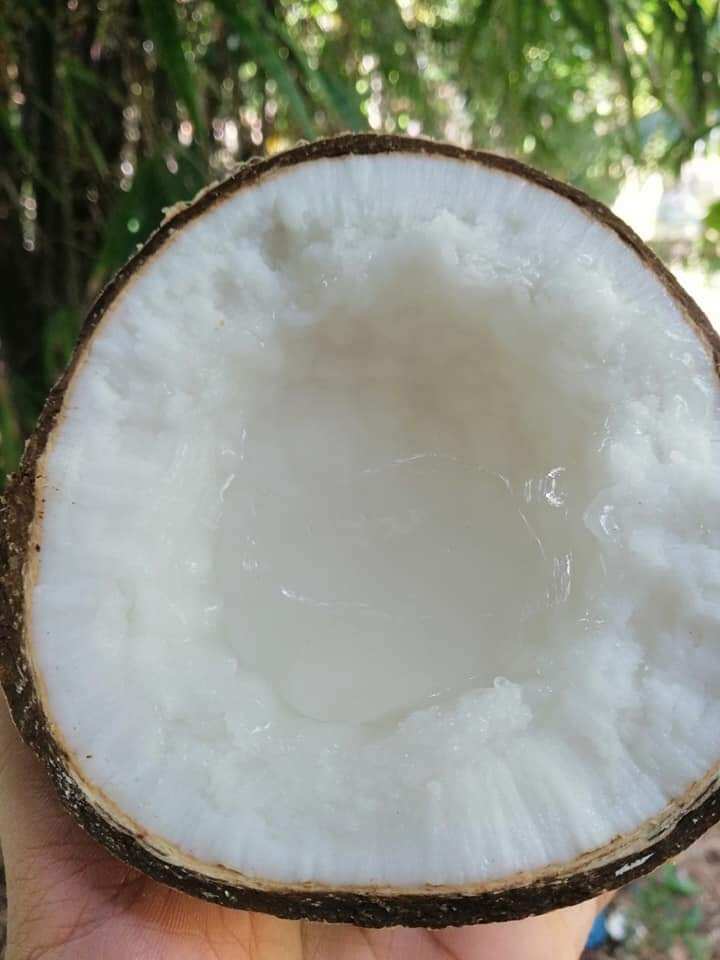 Dừa sáp loại 1, loại đặt ruột