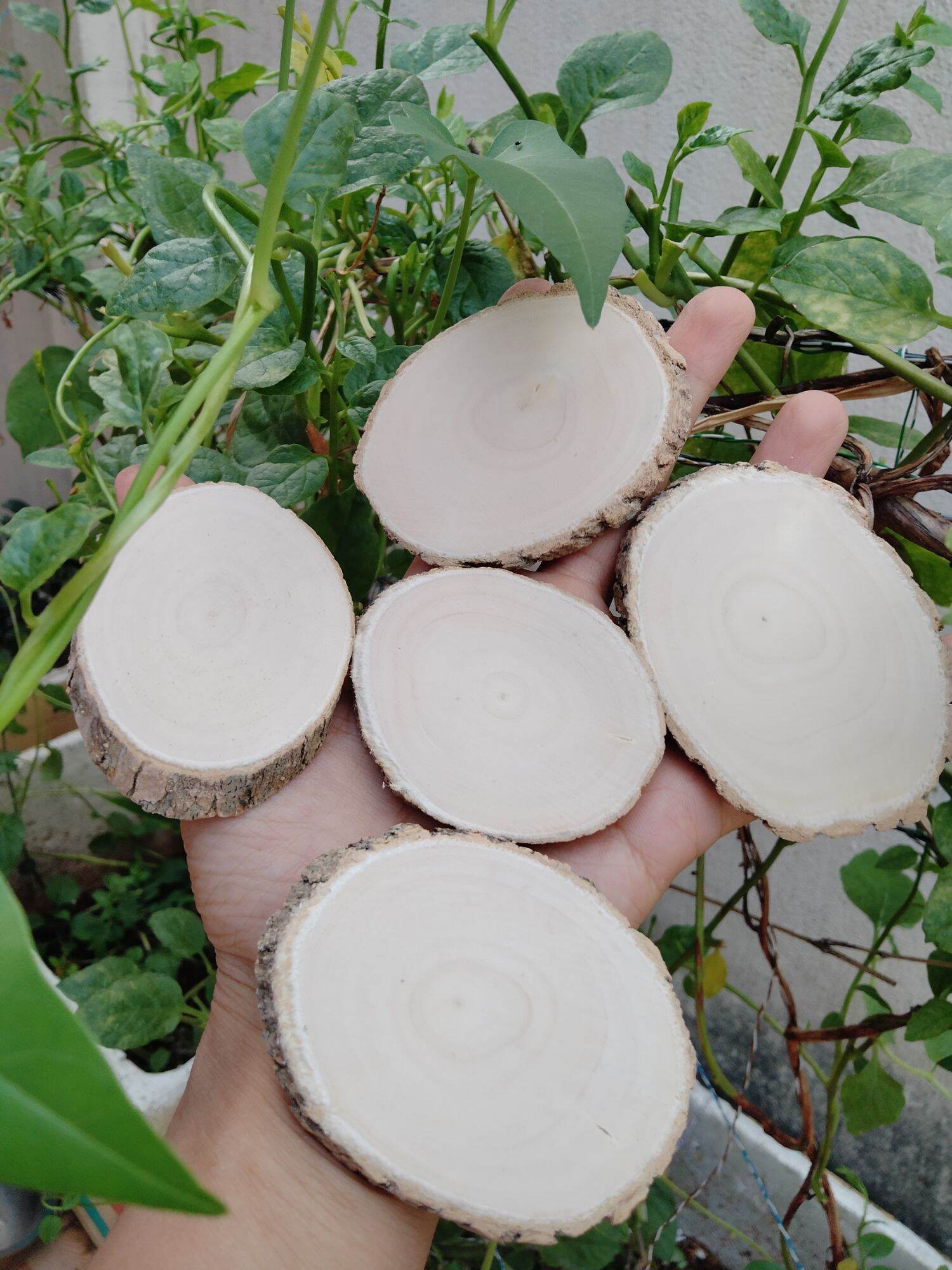 Lát gỗ trơn Decor trang trí 6-7cm