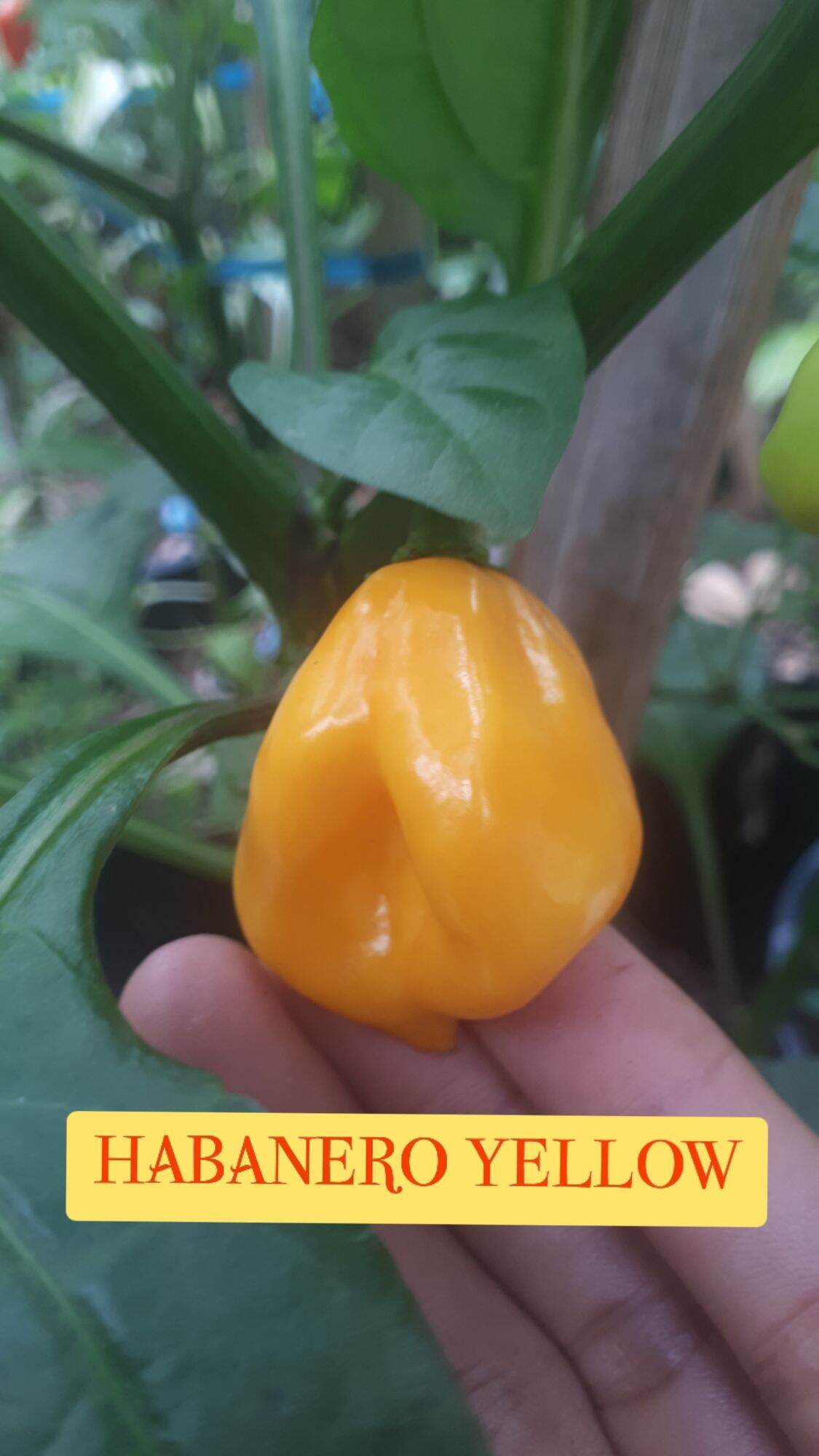 10 hạt giống ớt habanero vàng scoville