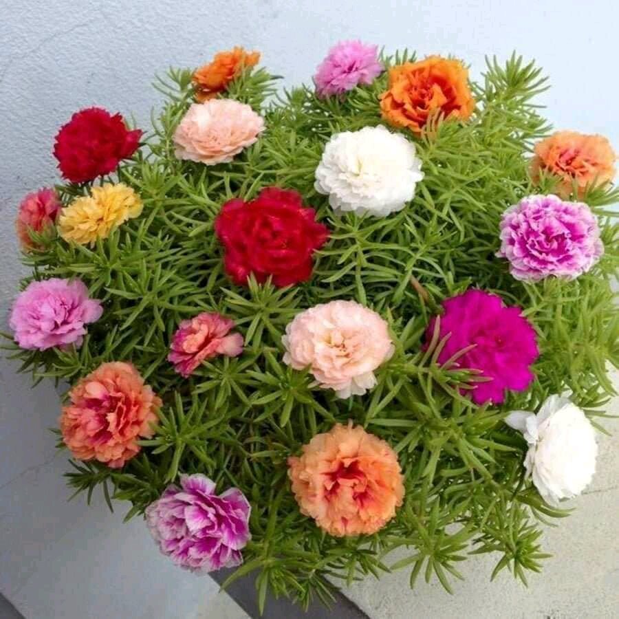 1kg hoa 10 giờ mick màu(hàng chuẩn đẹp cây khỏe)