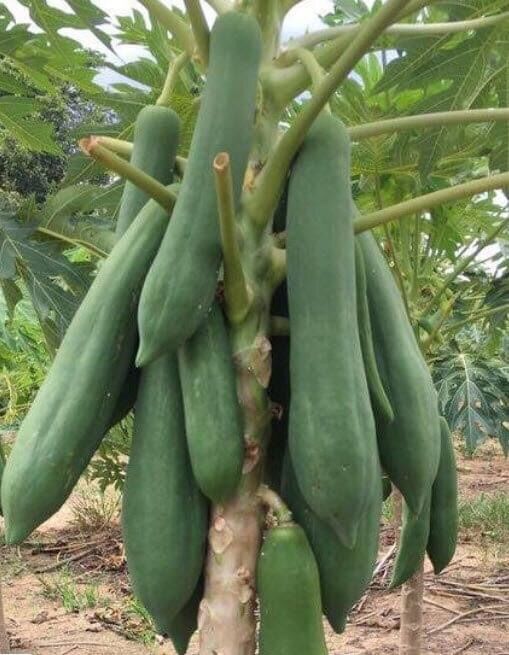 HẠT GIỐNG ĐU ĐỦ SIÊU DÀI THÁI LAN