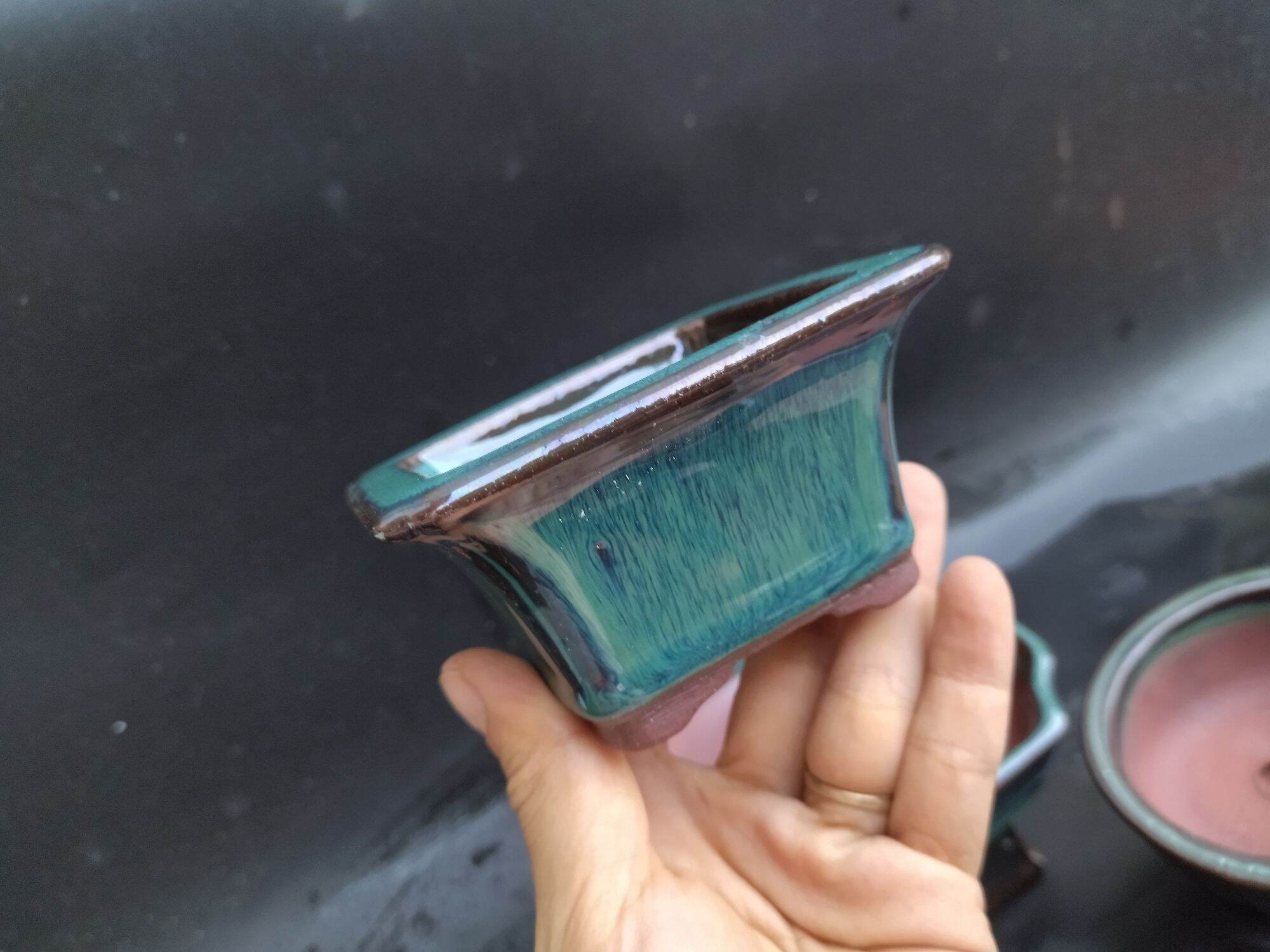 combo 5 chậu bonsai