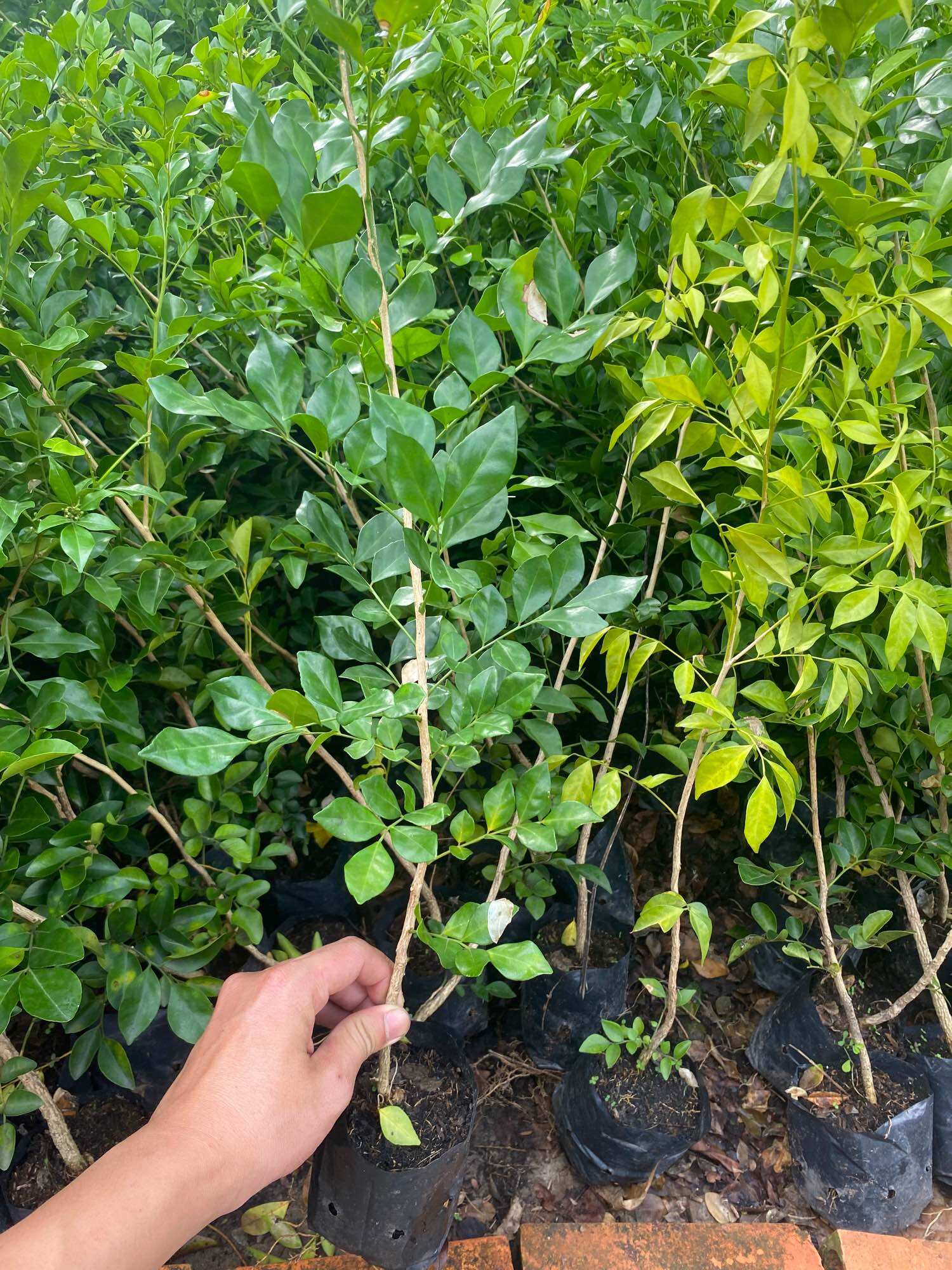 Hoa nguyệt quế cao 25-30cm ( cây giống )