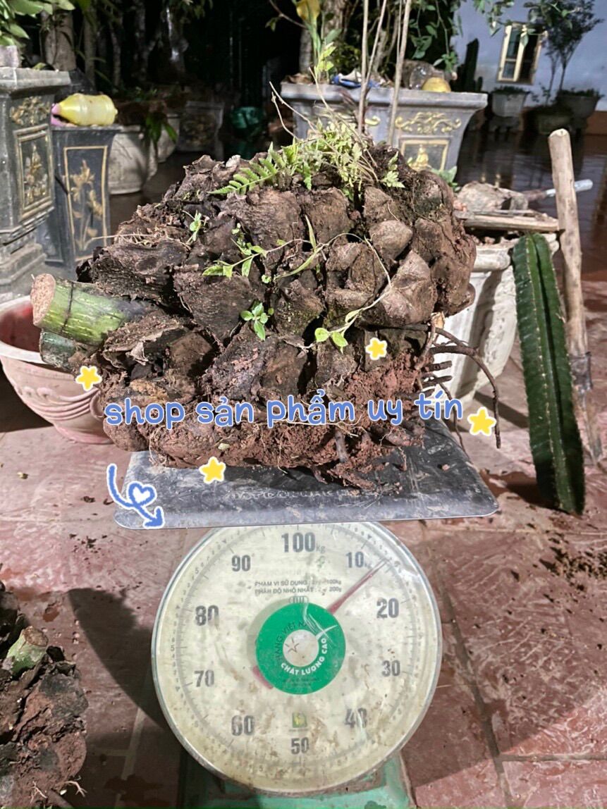 Dương xỉ vua củ to(3-5kg)