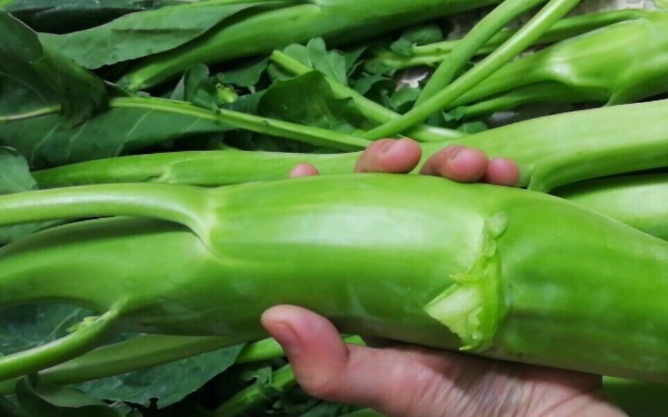 HẠT GIỐNG CẢI NGỒNG LÀN THÁI LAN