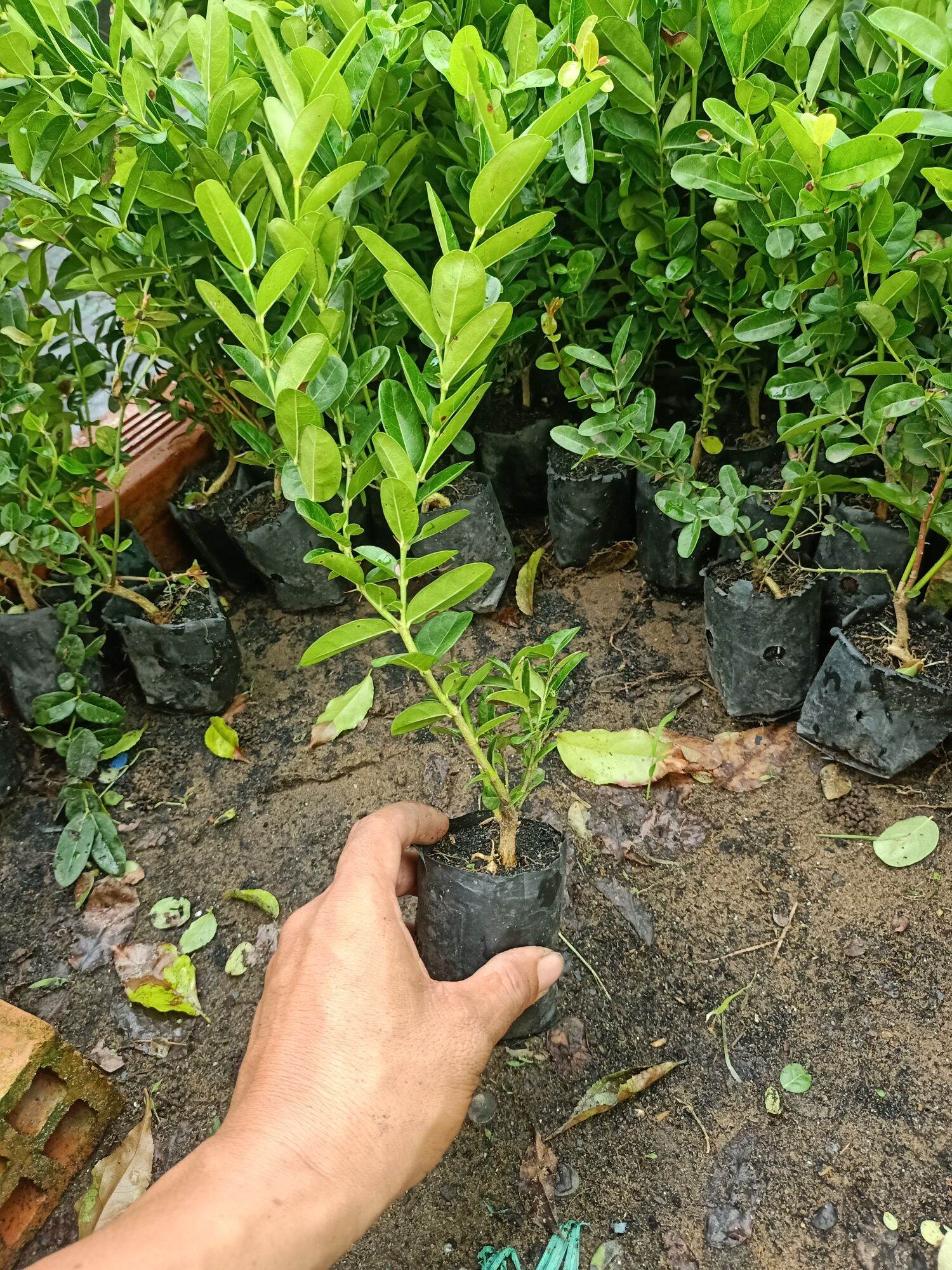 cây siro giống
