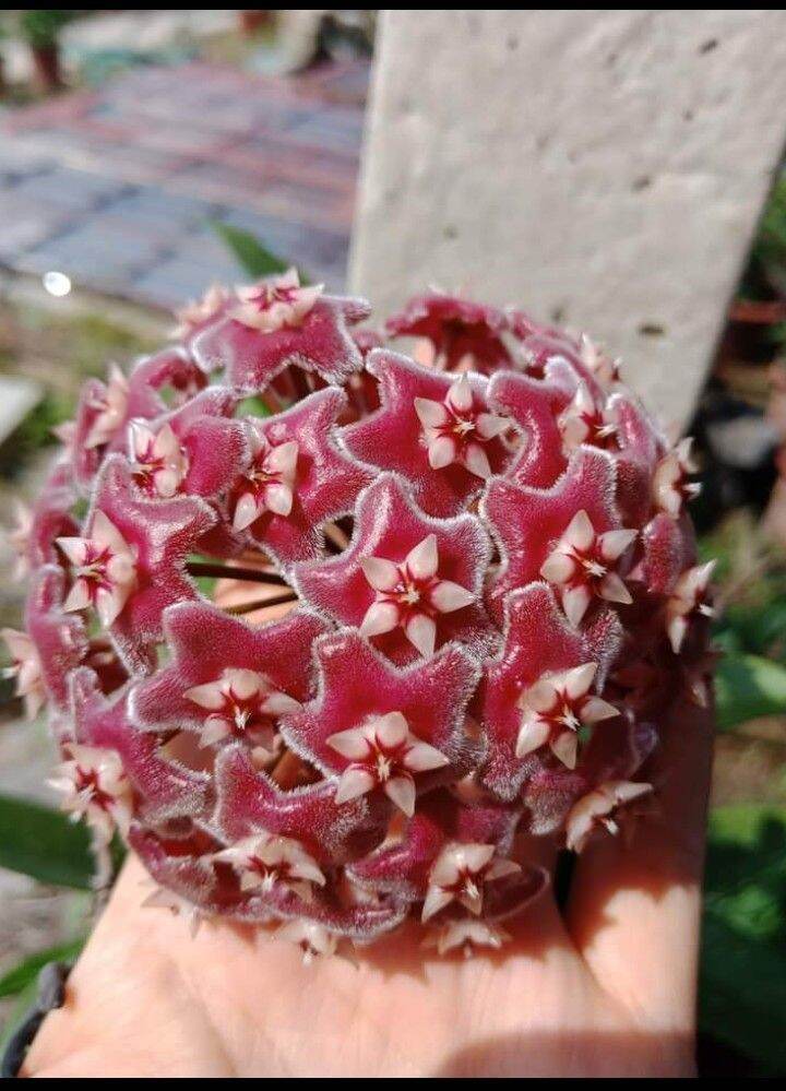 chậu hoa cẩm cù