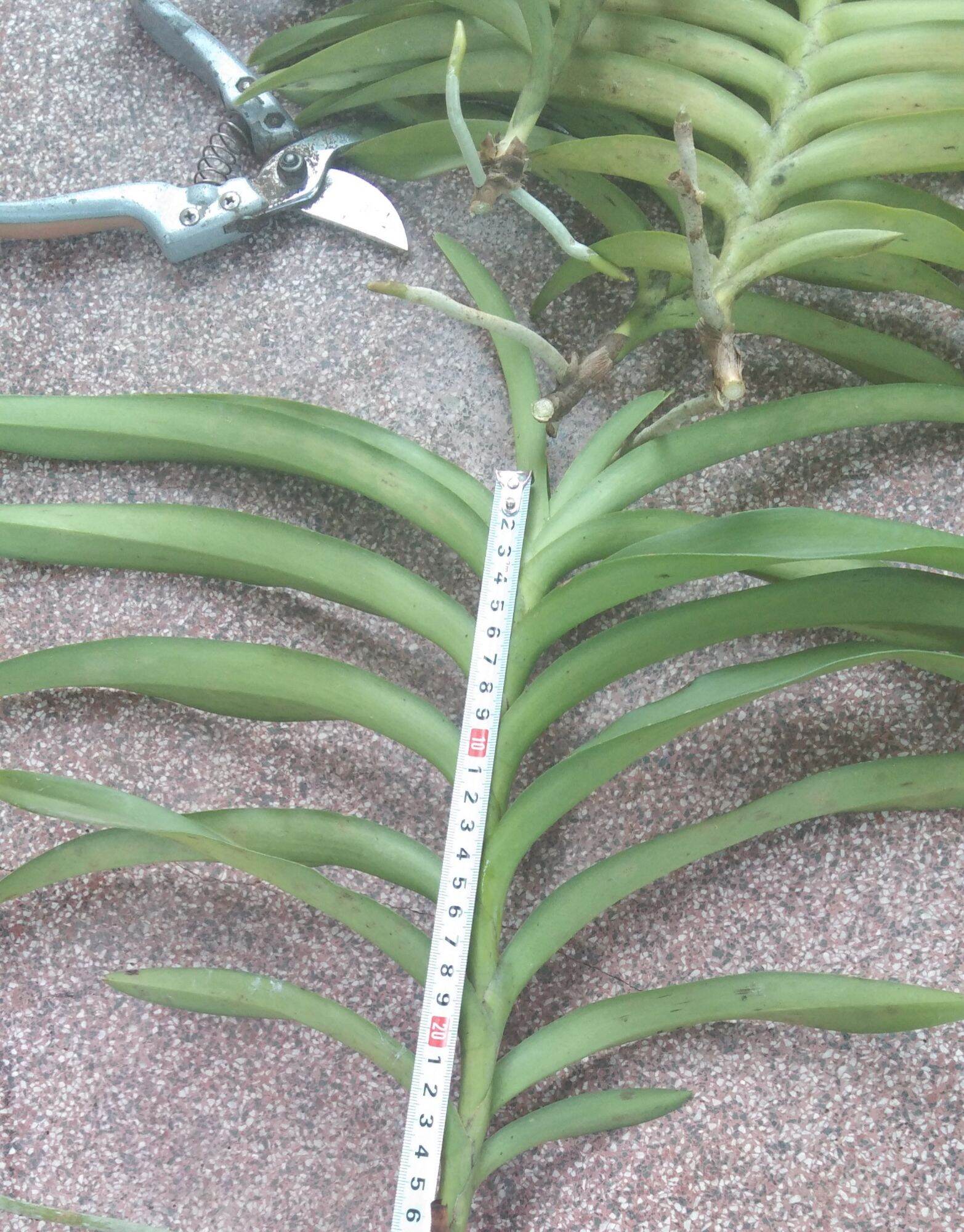 5 cây lan giống mokara màu Tím