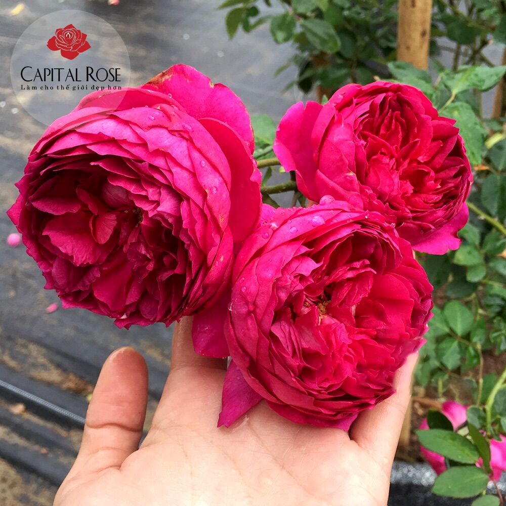 Hoa hồng Autumn Rouge rose - hoa thơm, màu đỏ thẫm