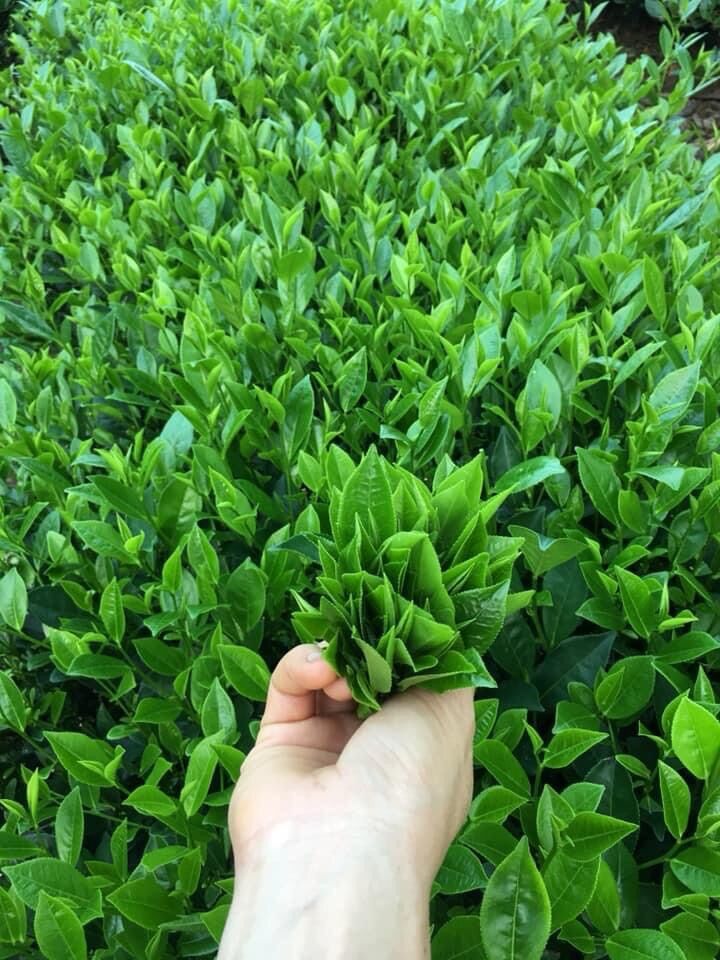 Trà búp tôm nõn Thái Nguyên ( loại ngon đặc biệt ) 1000g