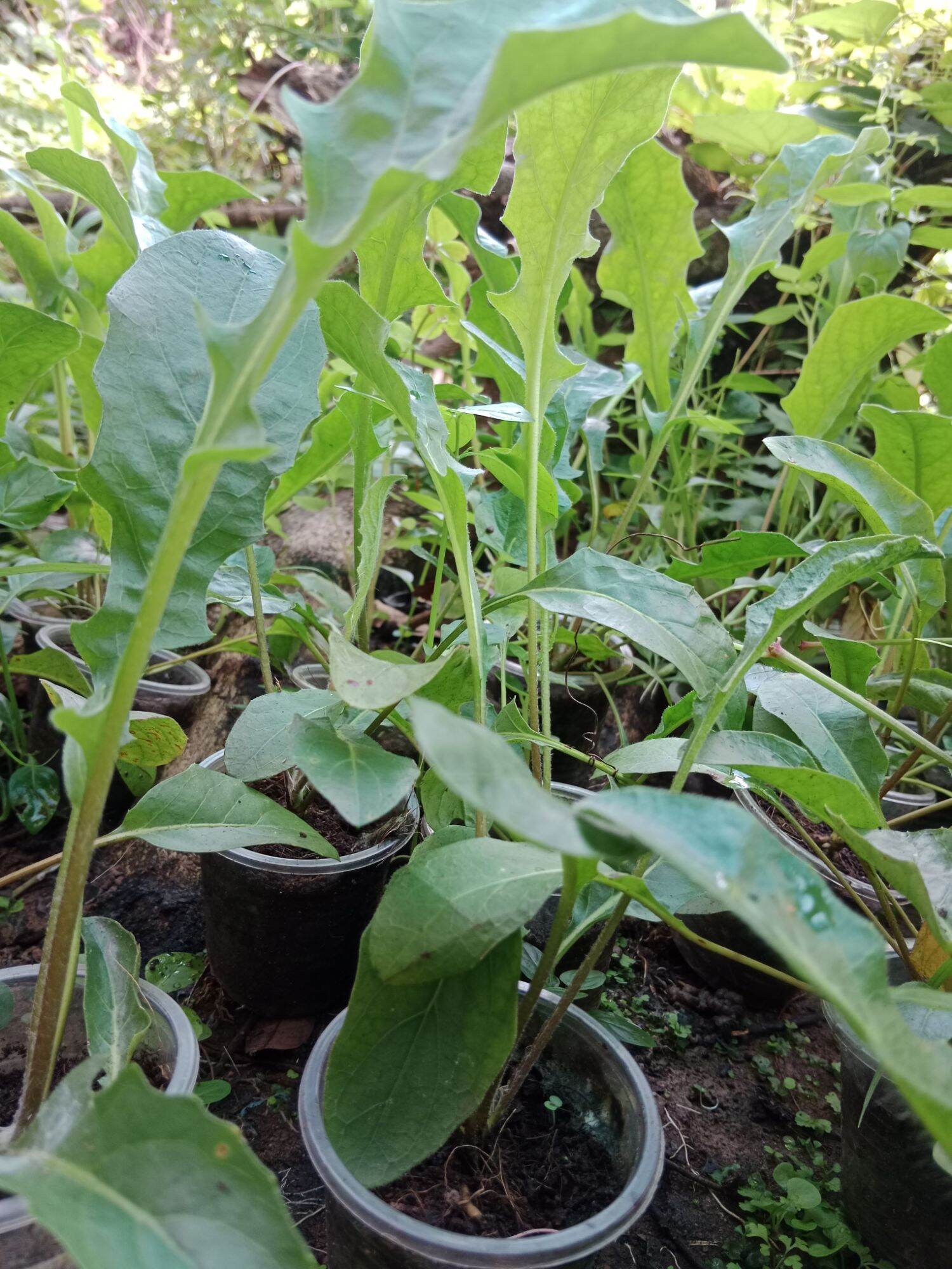 CÚC ĐỒNG TIỀN SONG HỶ ĐỎ (mua 10 tặng 1 mini)