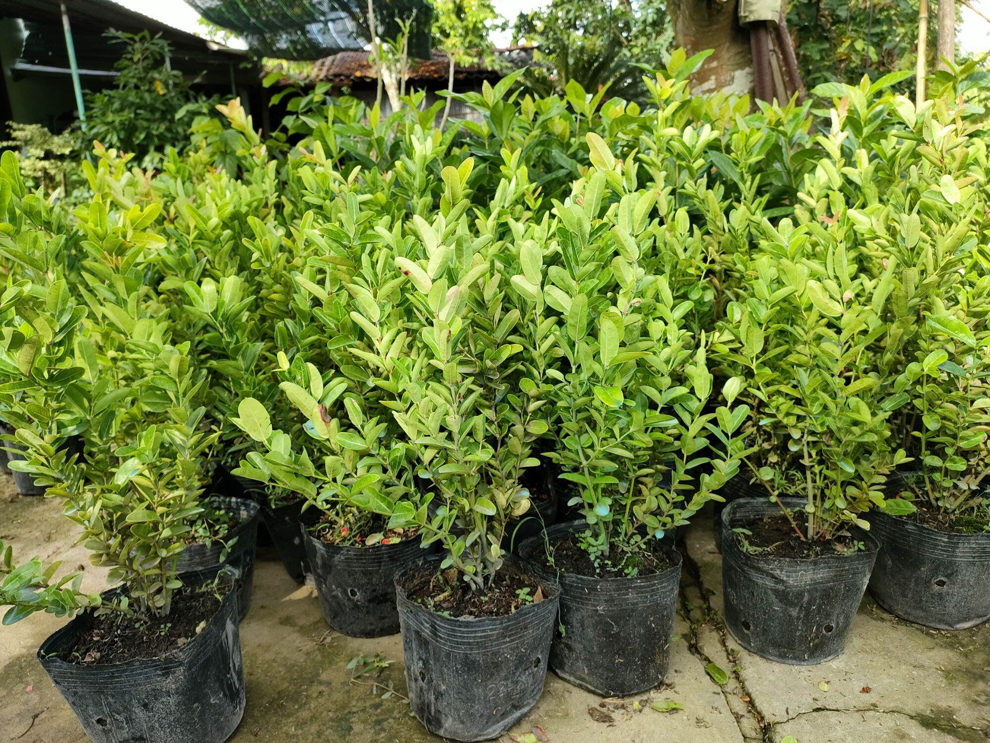 chậu cây siro cao 30 - 70cm