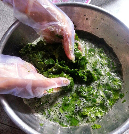 Cây giống Sâm vò làm sương sâm, thạch sâm mát