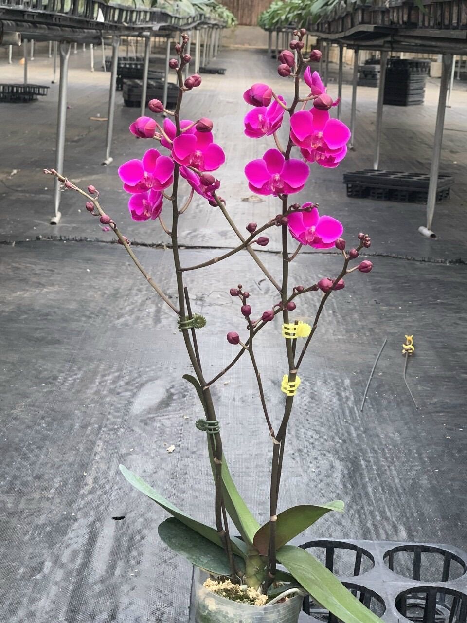 Hồ điệp đang 1 ngồng hoa - Cây Tơ