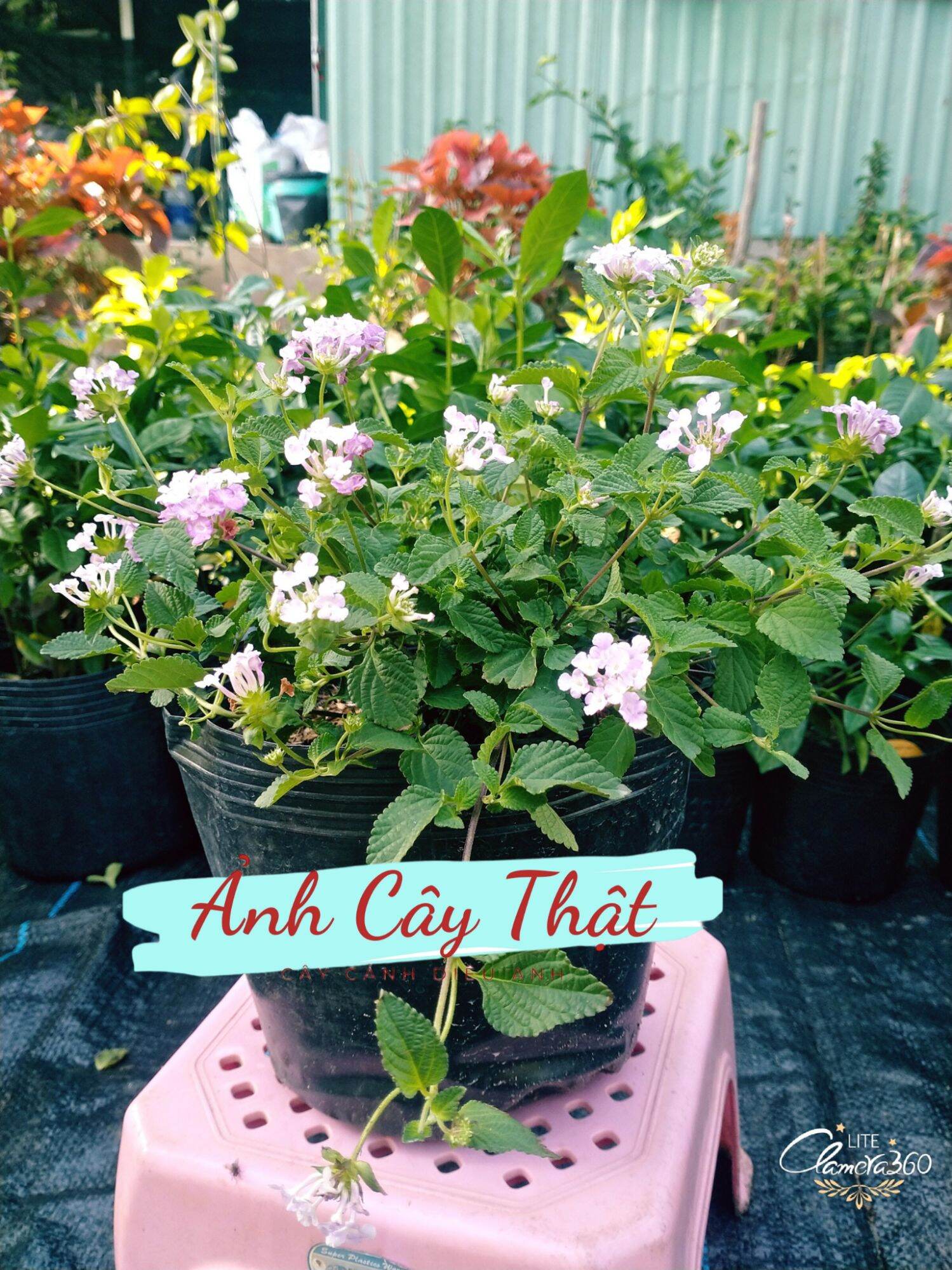 Cây Trâm Ổi đã có hoa