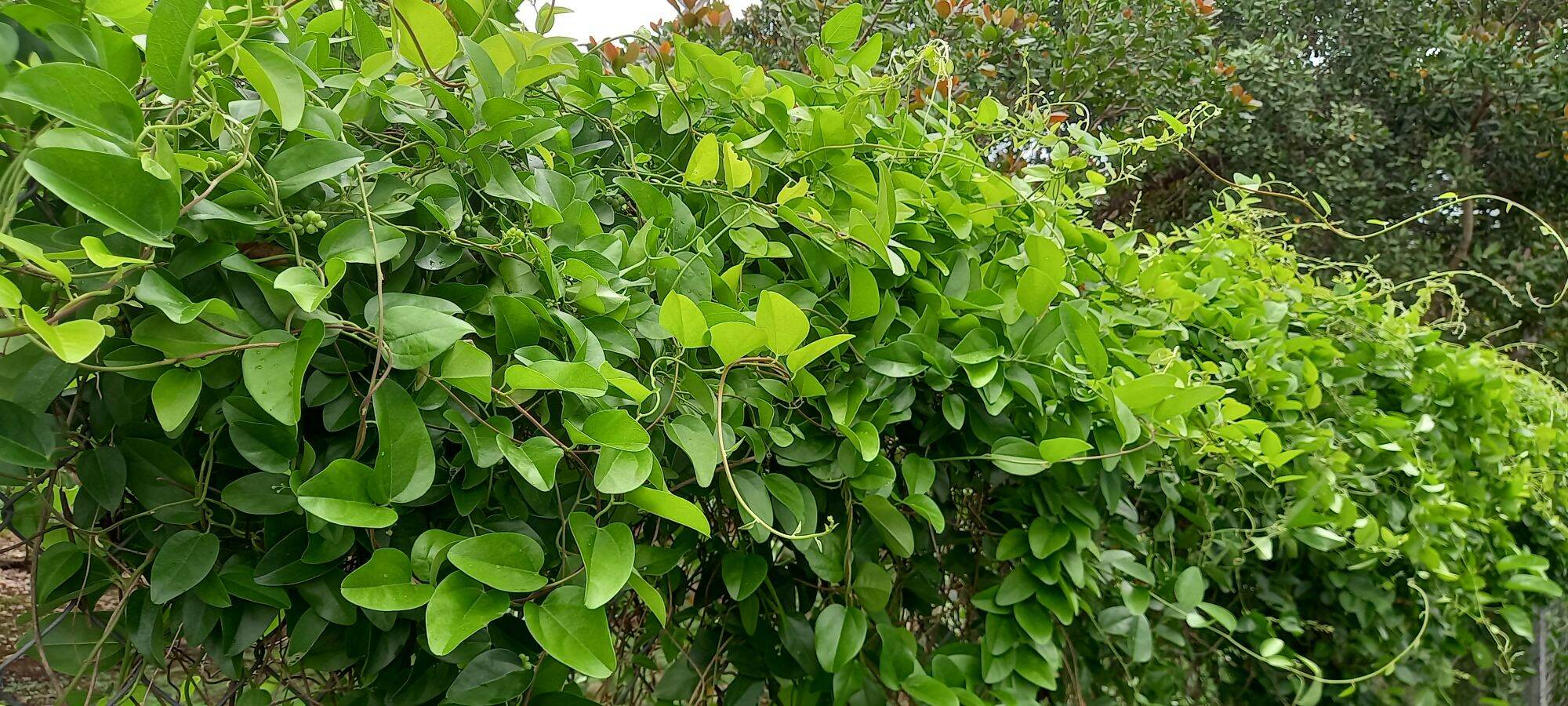 5 cây sương sâm trơn 55k tặng 1
