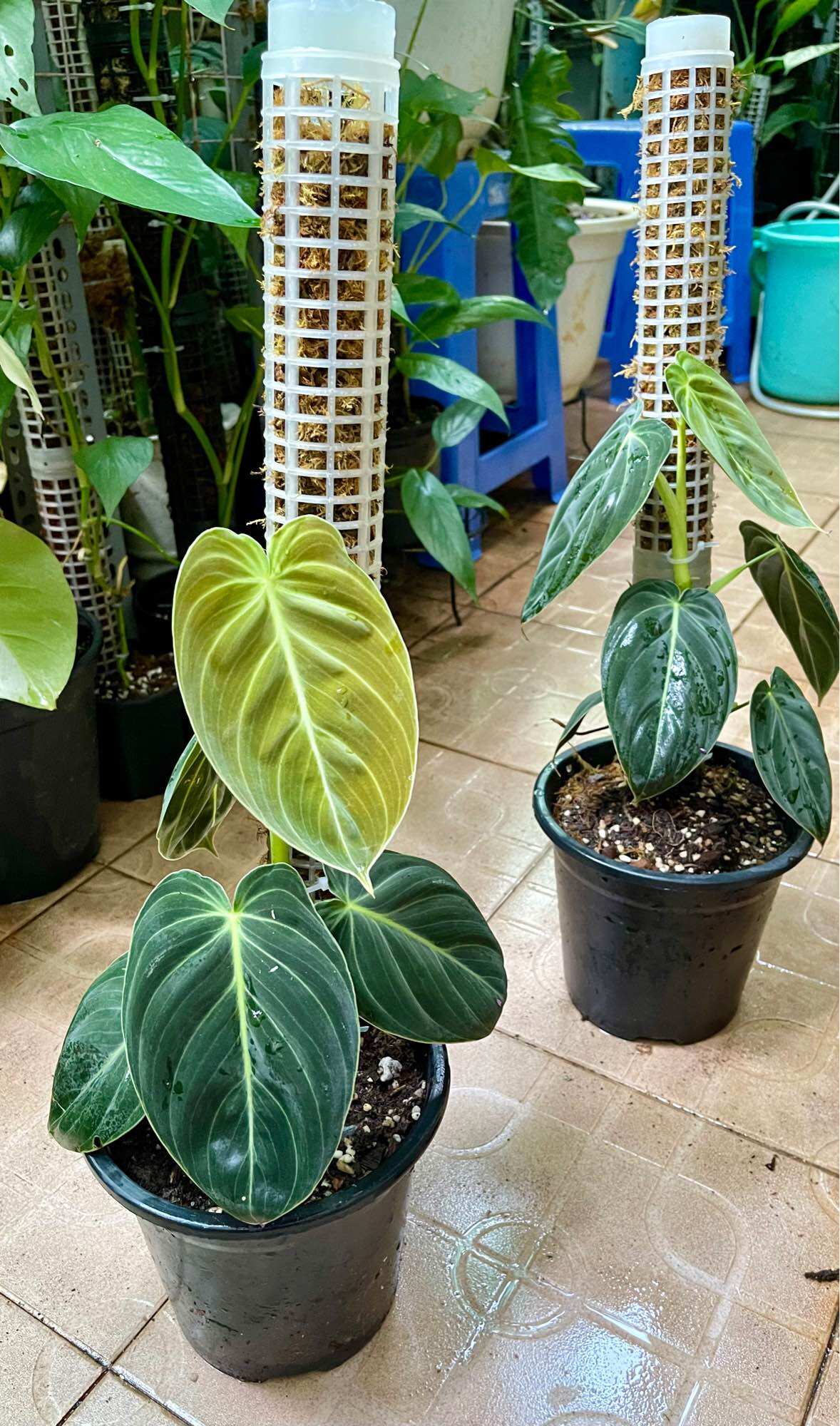 Cây trầu bà philodendron melano chậu cứng