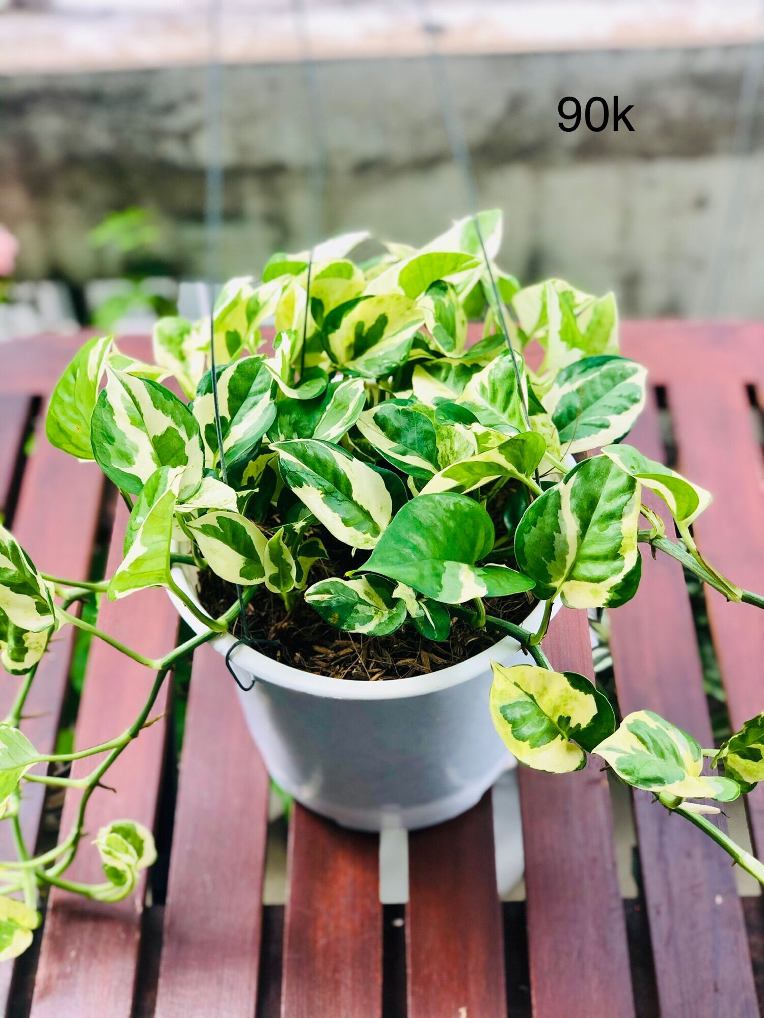 Chậu trầu bà cẩm thạch, trầu bà sữa treo