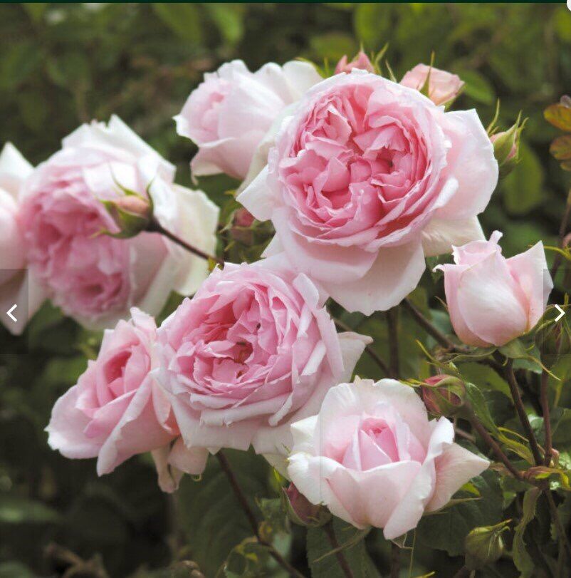 Hoa hồng ngoại Wedgwood rose