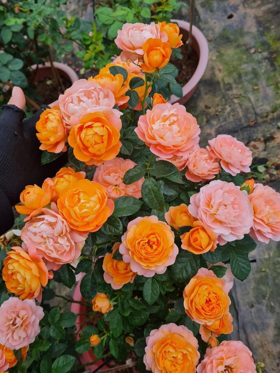 Hoa hồng Ngoại Tezza Cam cá hồi Rose