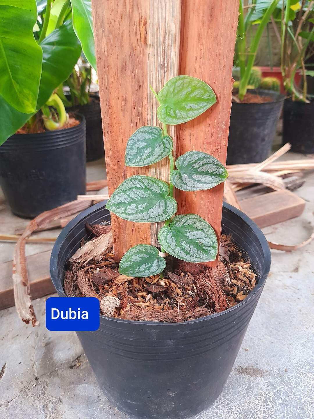 Cây monstera dubia