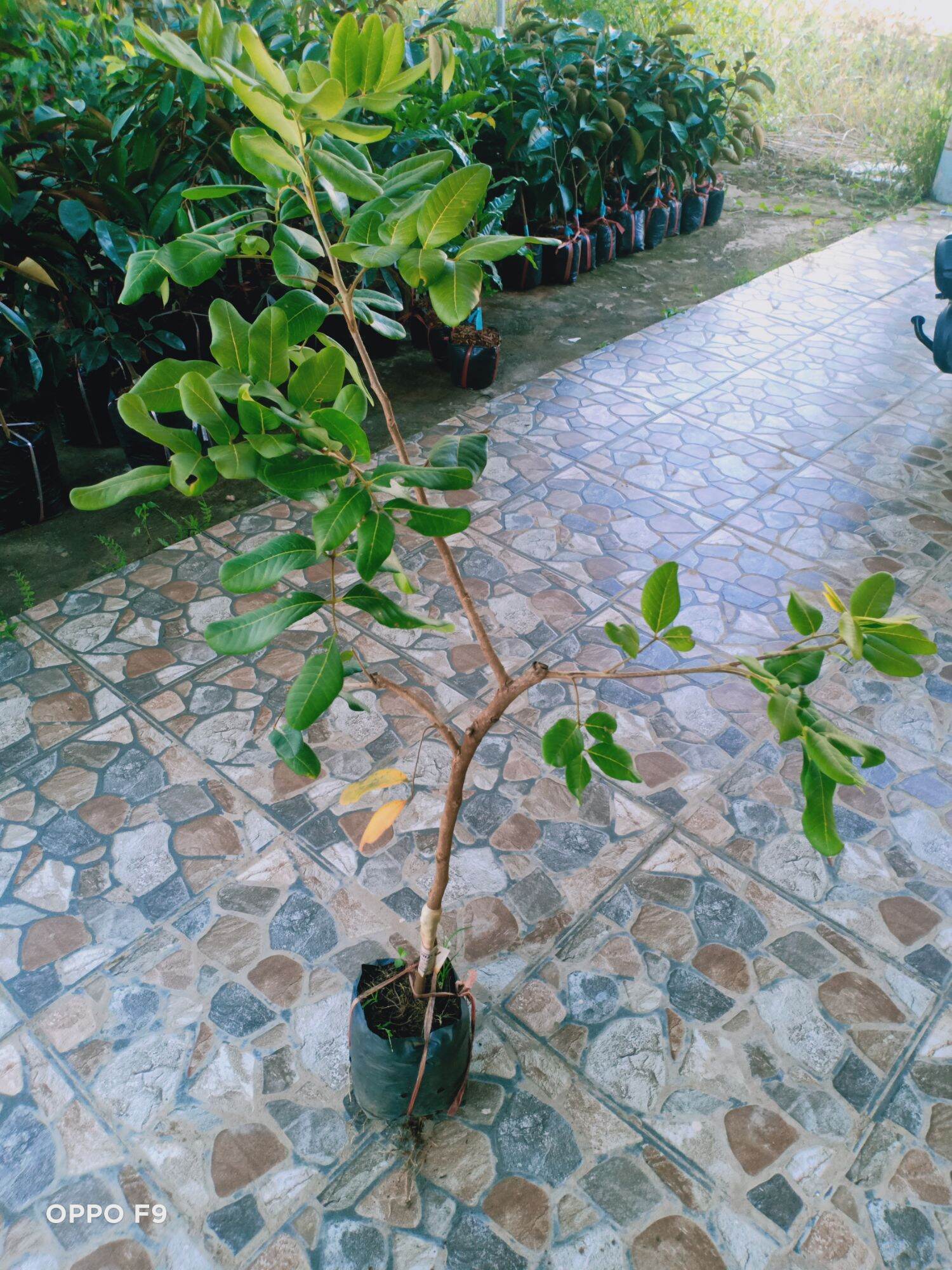 Thanh nhãn cây giống mới