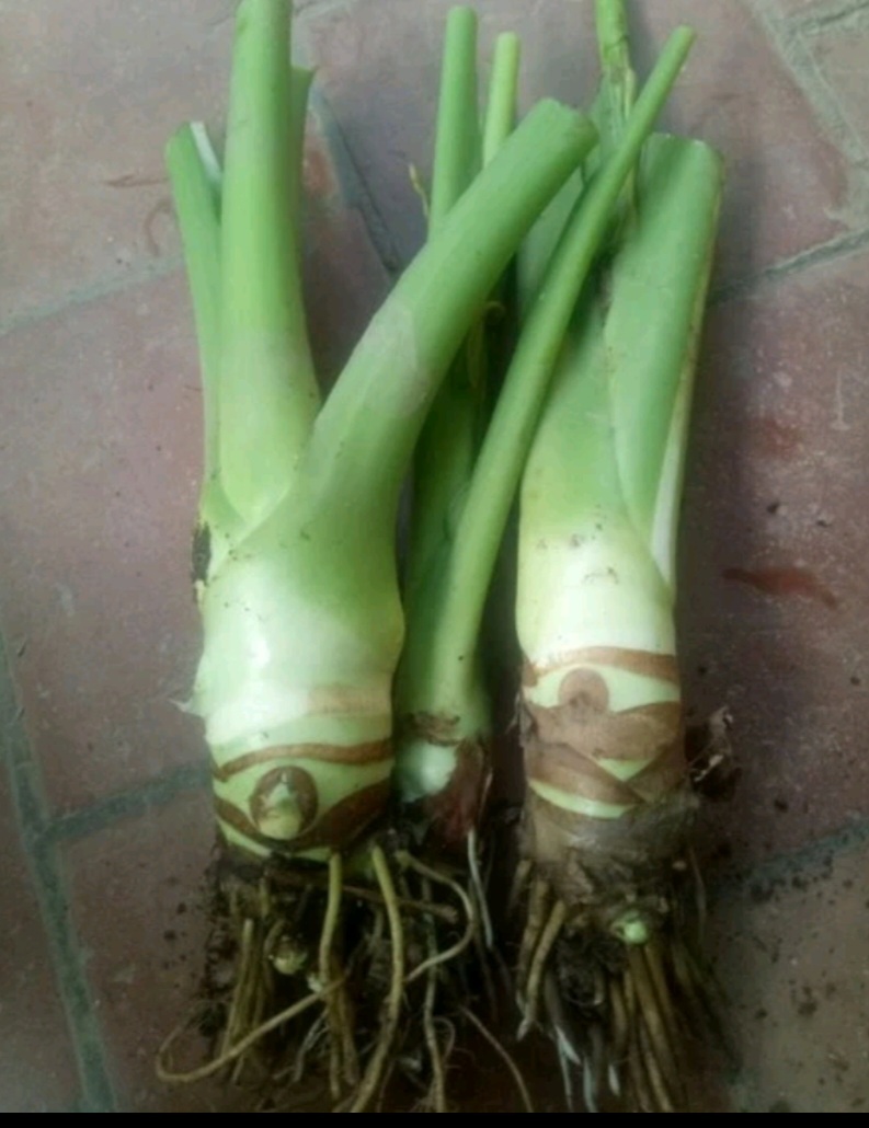 Cây Ráy Voi ( trồng sân vườn, tiểu cảnh)