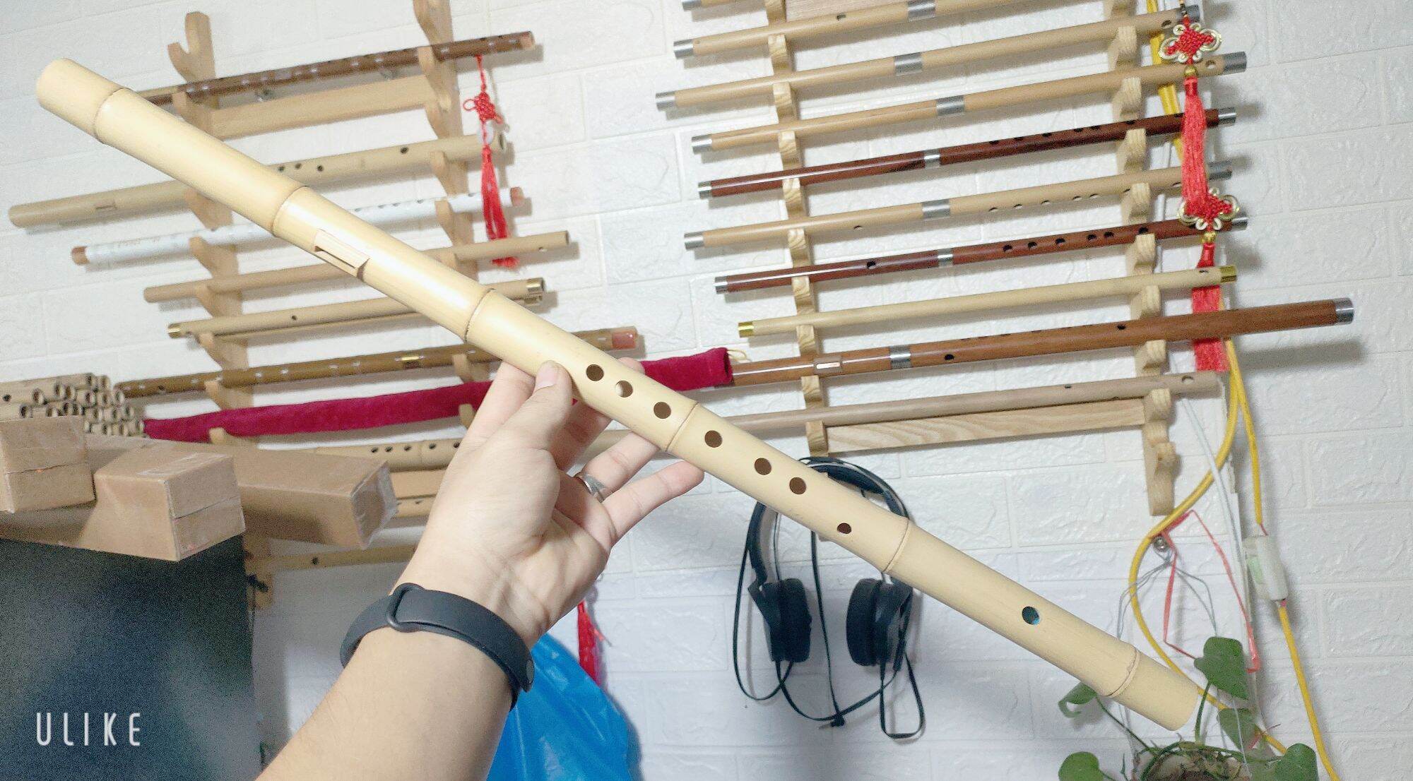 Sáo mèo việt