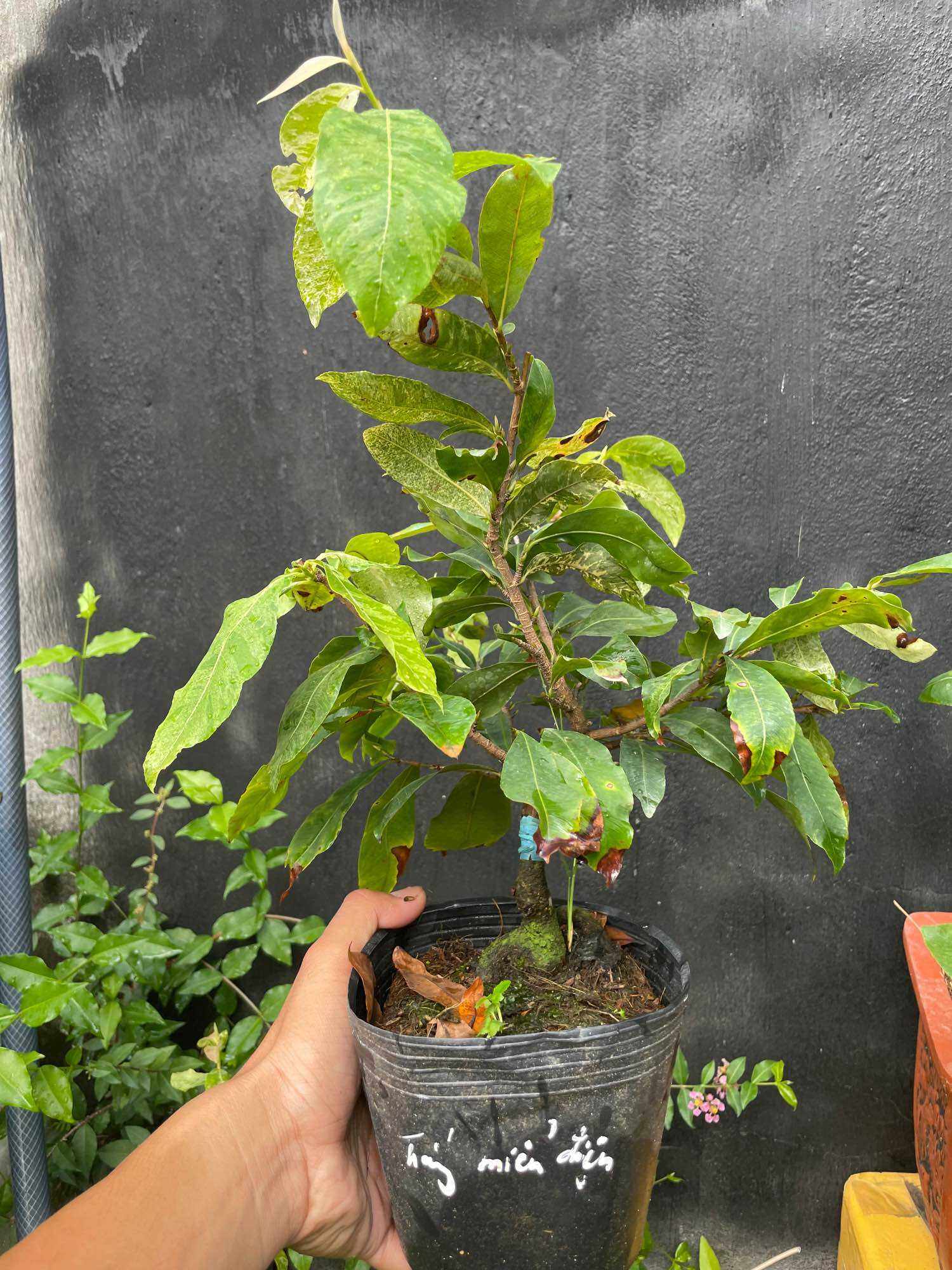 BẠCH MAI MIẾN ĐIỆN (cây mai hoa màu trắng) cây hoa mai đột biến ghép gốc mai vàng quấn rễ đẹp