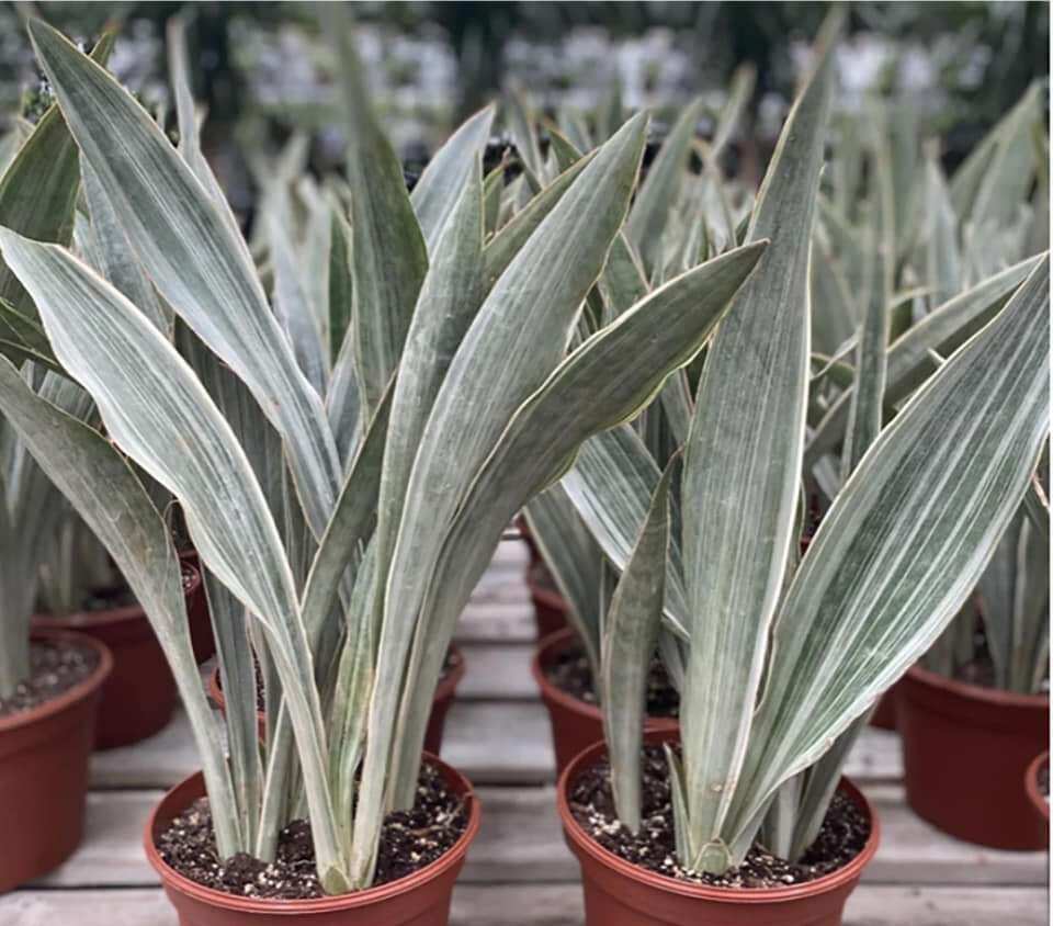 Cây lưỡi hổ sọc bạc - Sansevieria Metallica Siam Silver