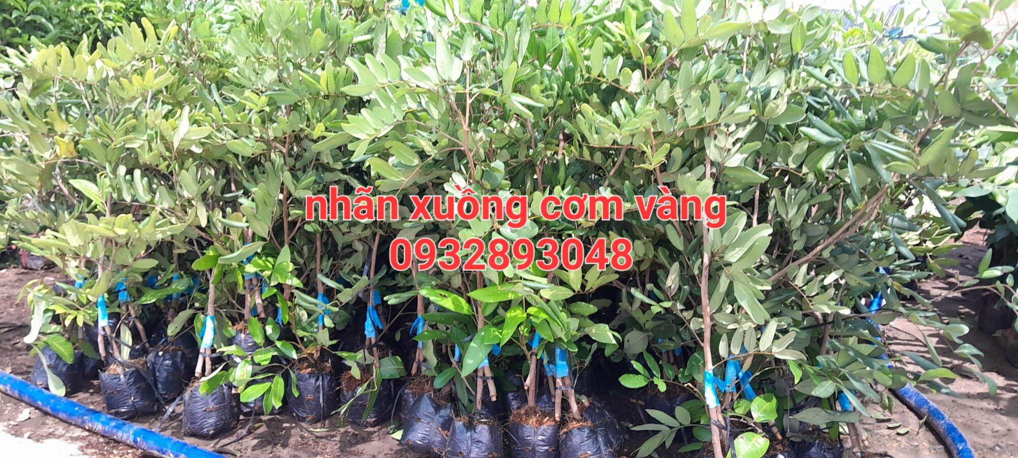 CÂY GIỐNG NHÃN XUỒNG CƠM VÀNG 70cm den 1m2