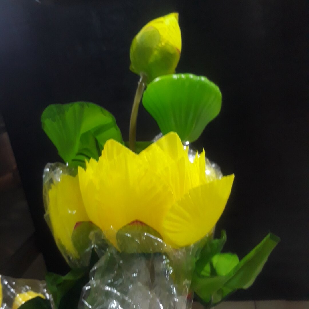 Hoa sen vải  gương sen lớn