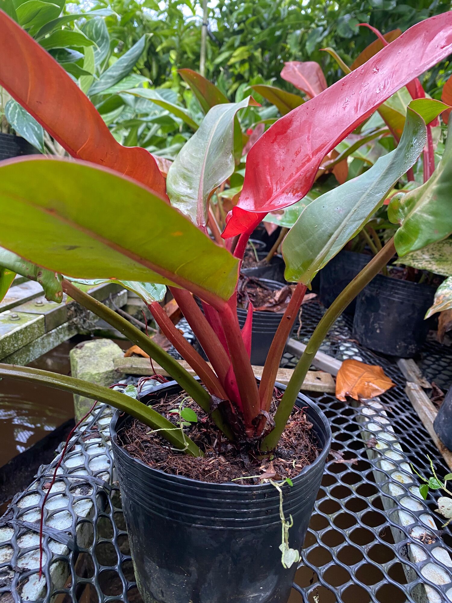 Trầu bà đế vương đỏ ( cây cao 20 cm)